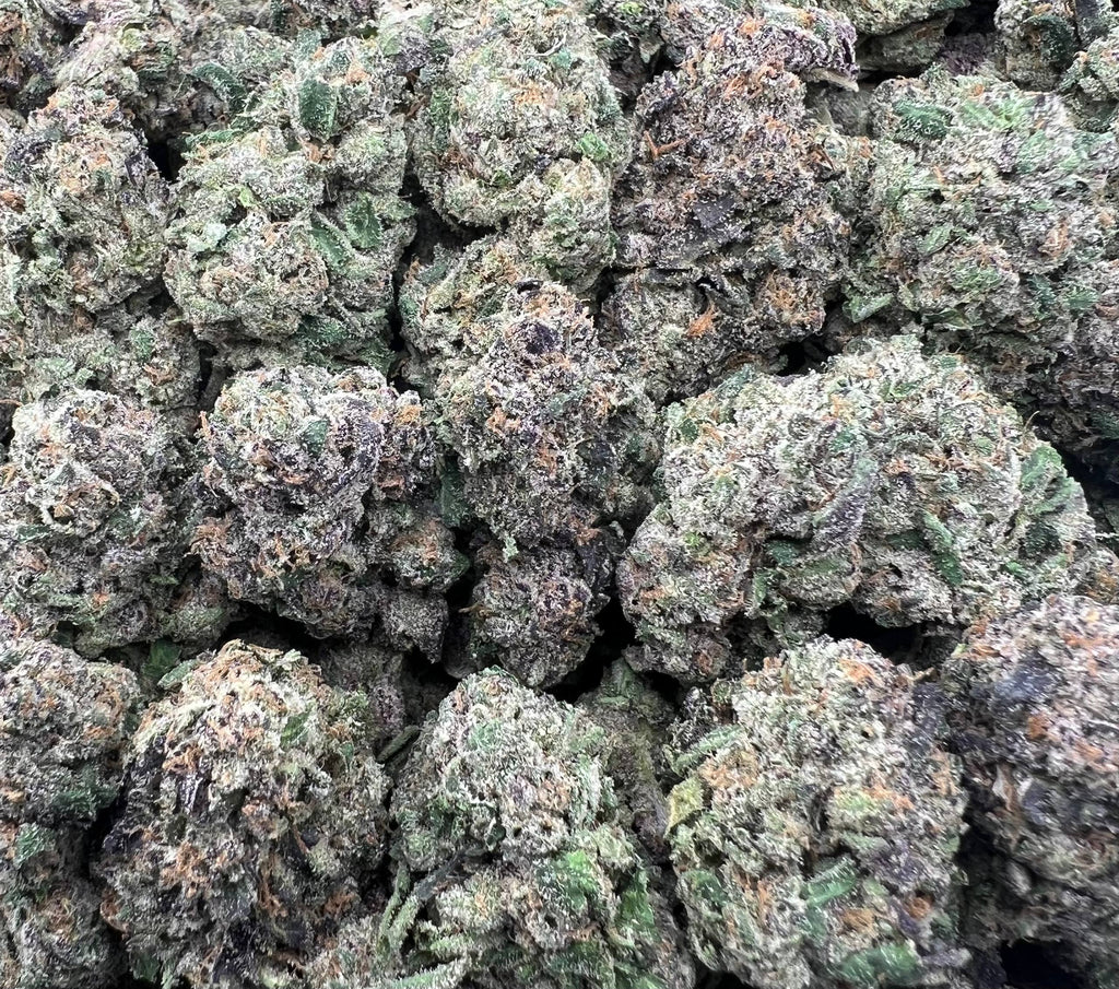 BLUE BENJIS [1100]