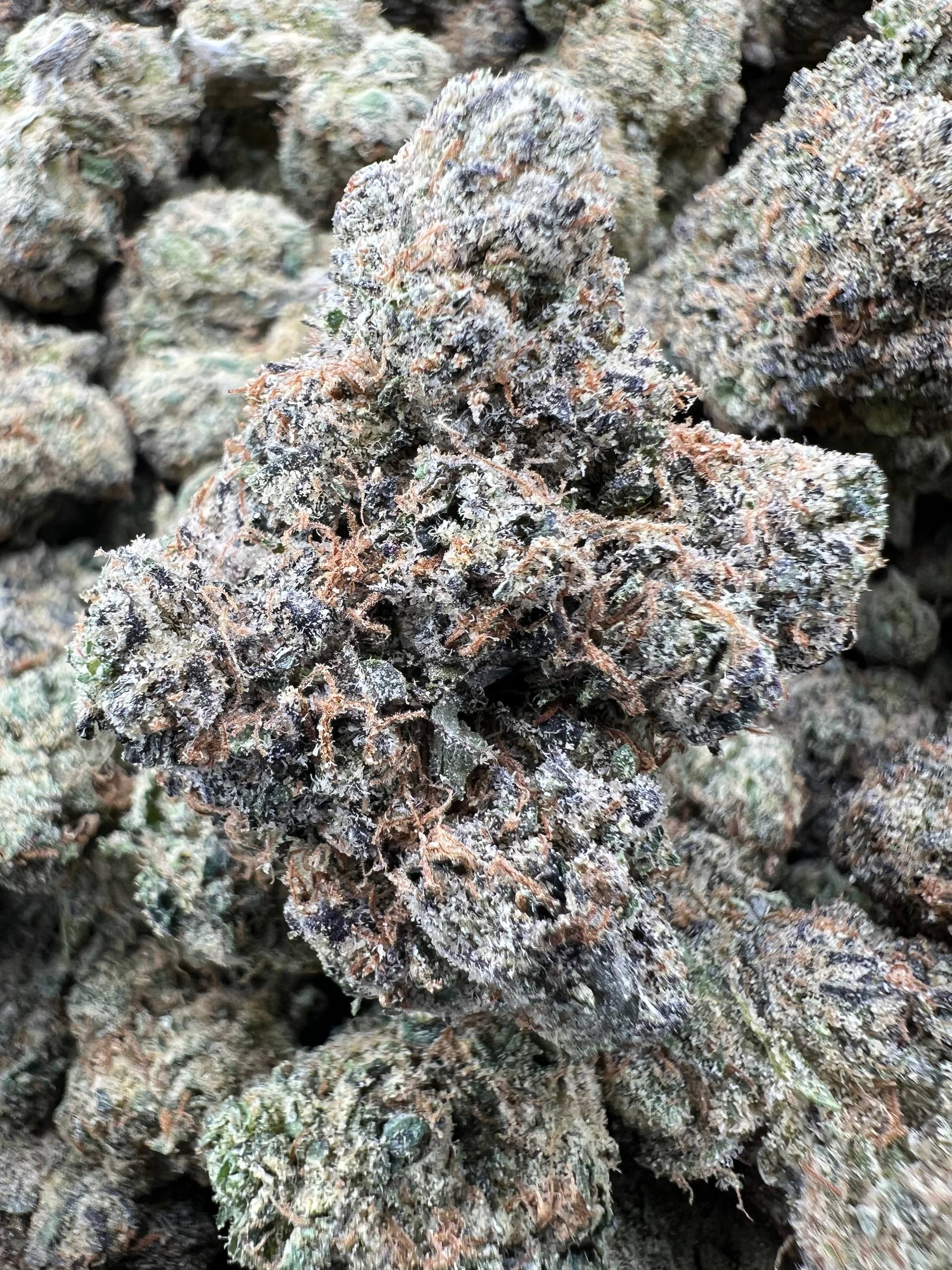 GUMMY RUNTZ [850]