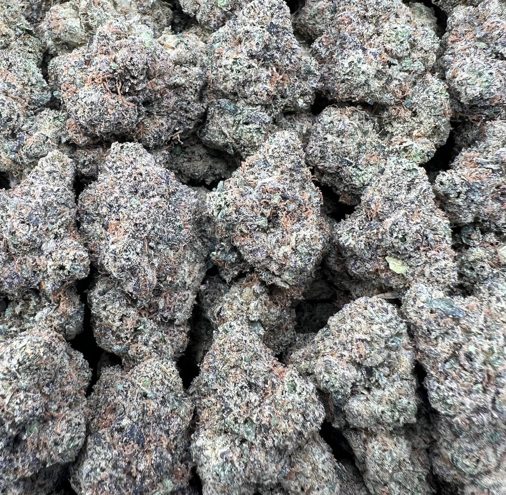 GUMMY RUNTZ [850]