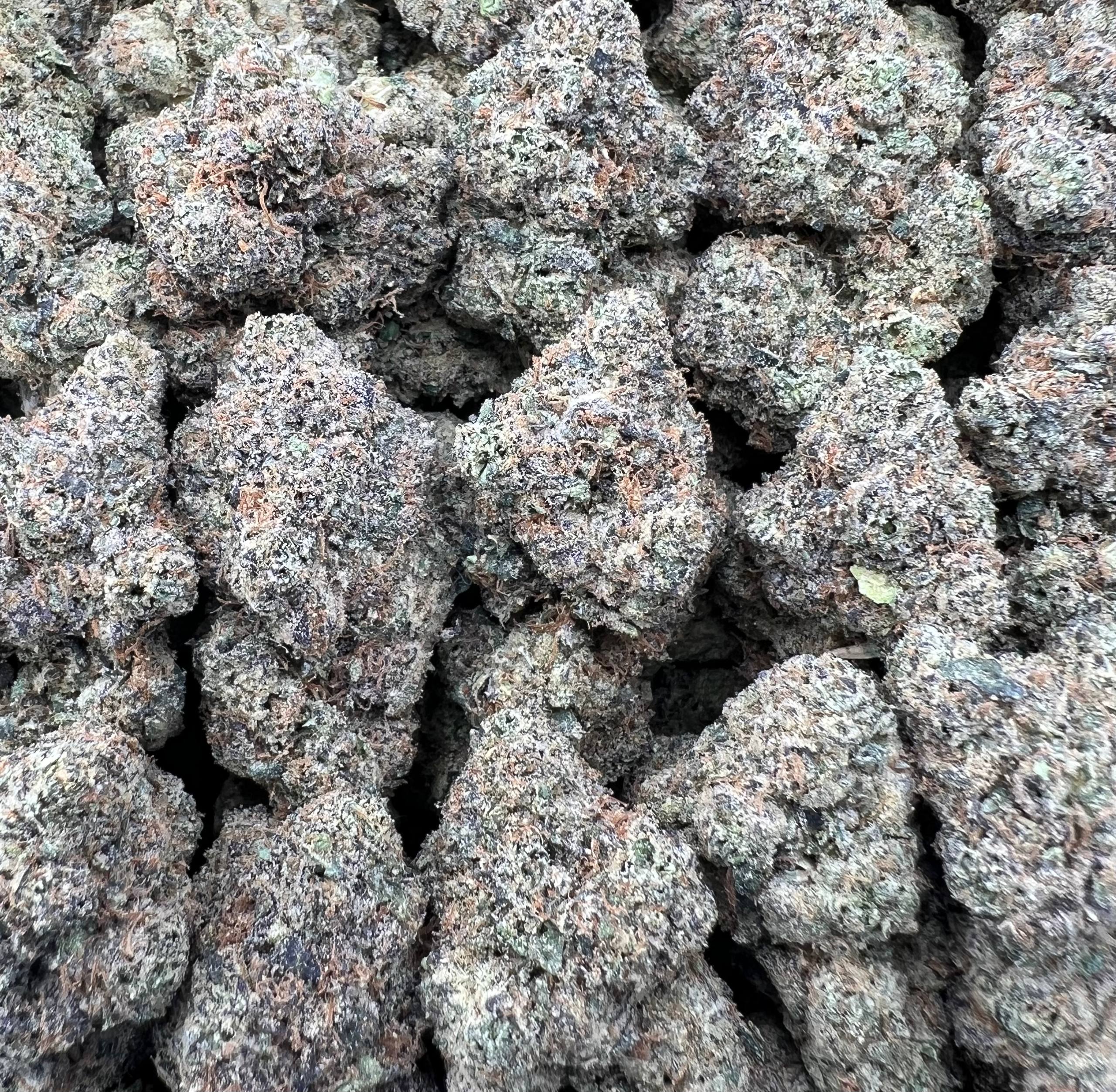 GUMMY RUNTZ [850]