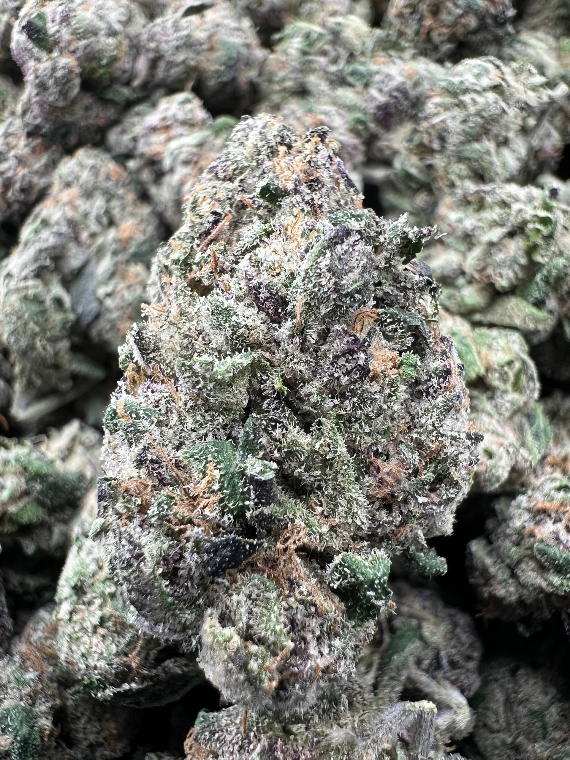 CANDY COLADA [1100]