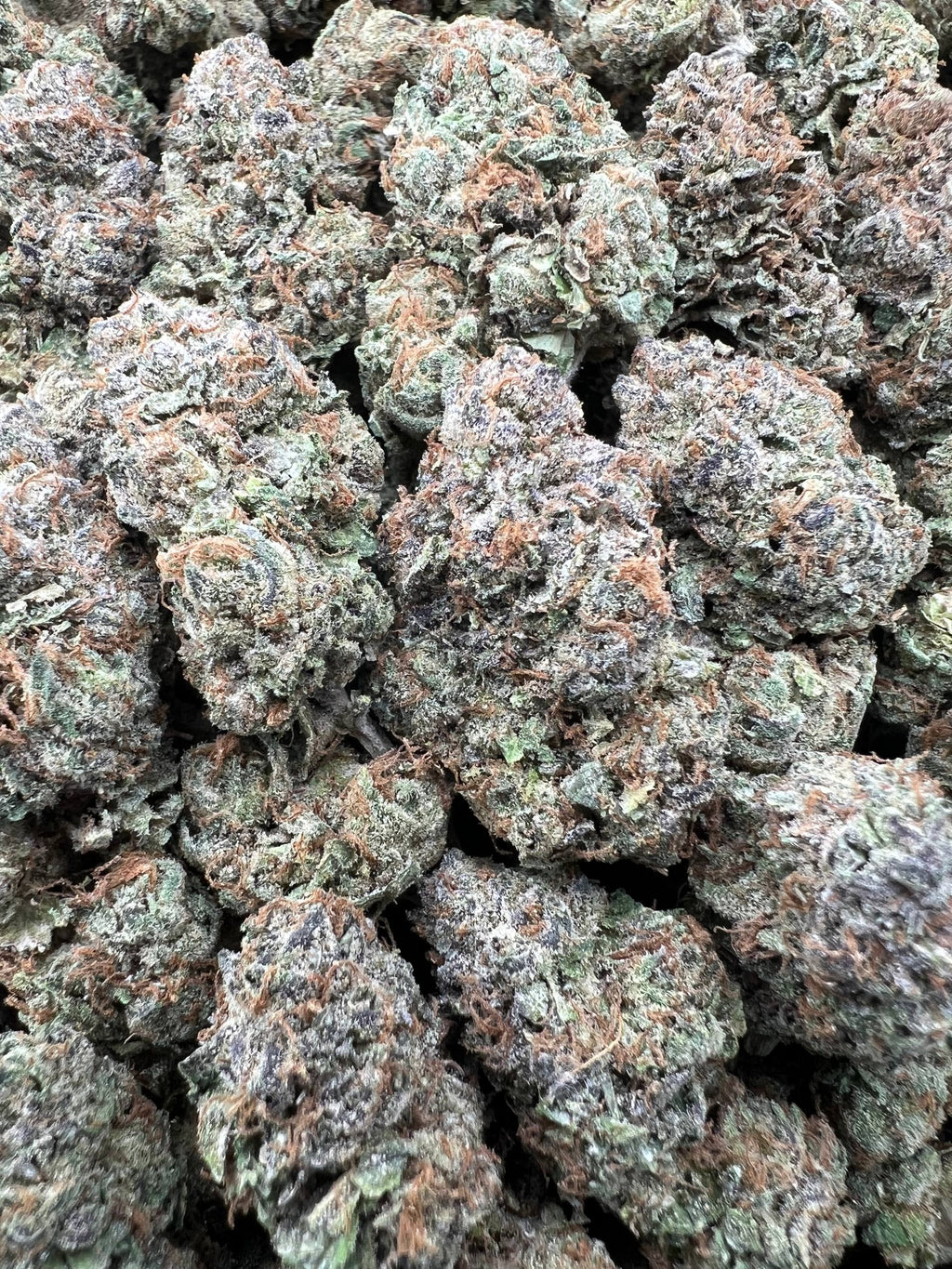 BLUE GELATO [700/800]