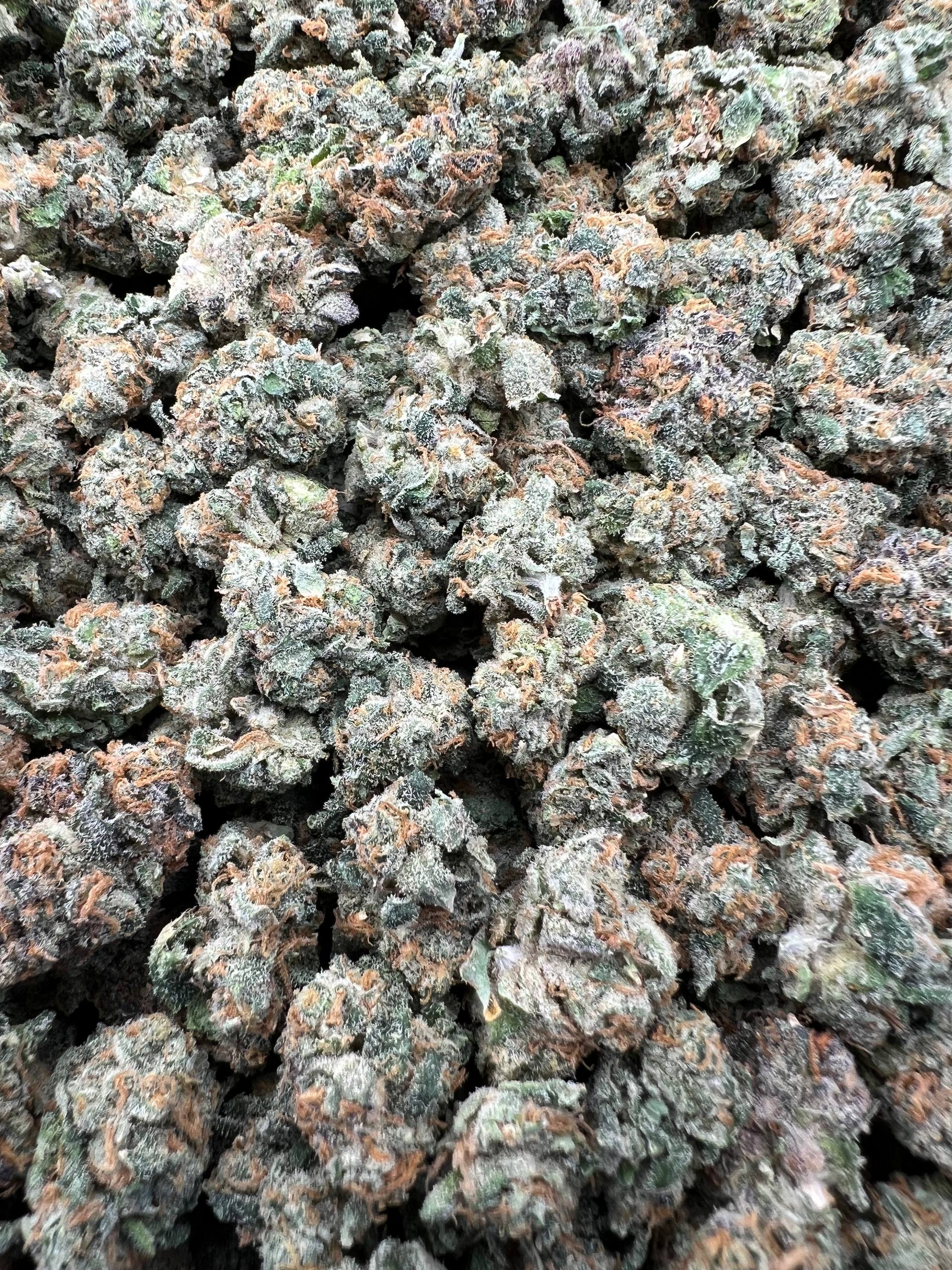 JR CANDY RUNTZ [700]