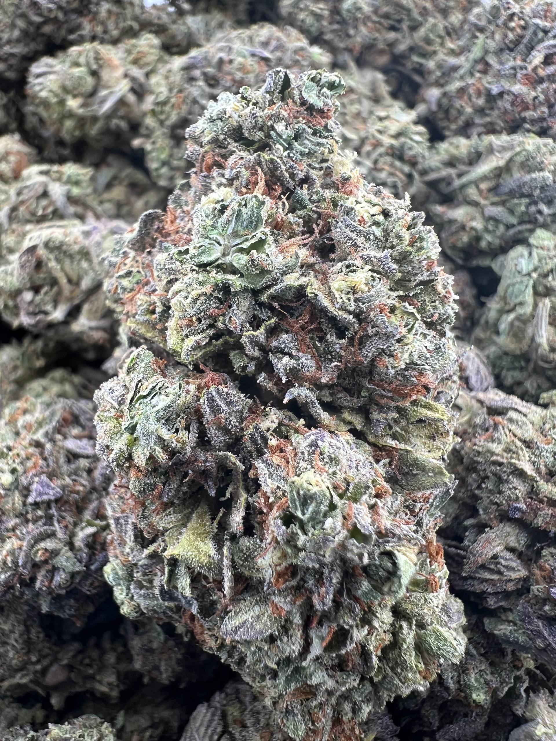 NIGHTSHADE [600]