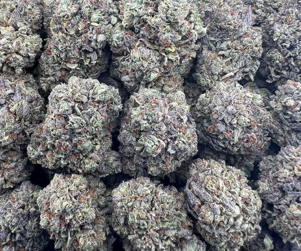 NIGHTSHADE [600]