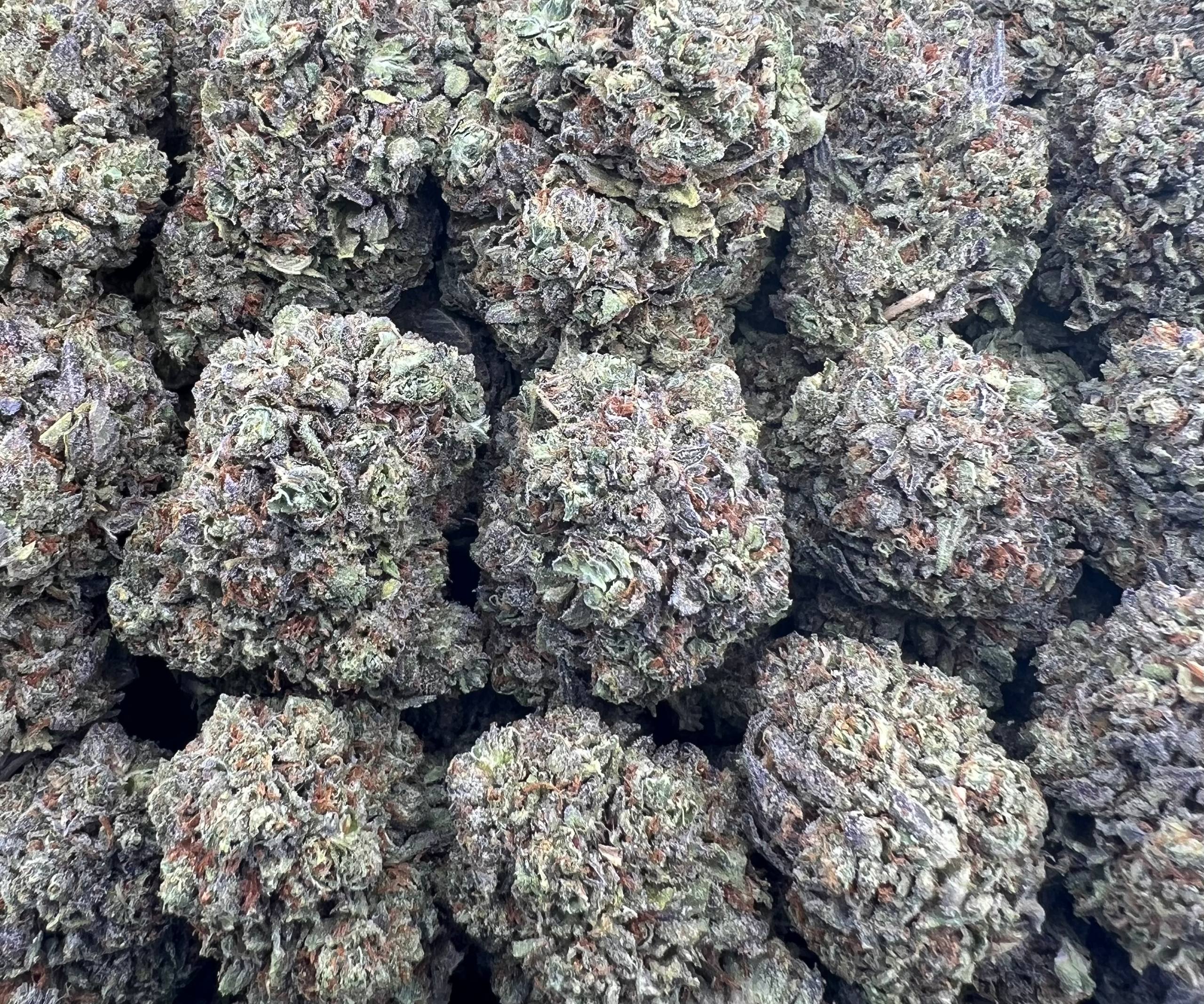 NIGHTSHADE [600]