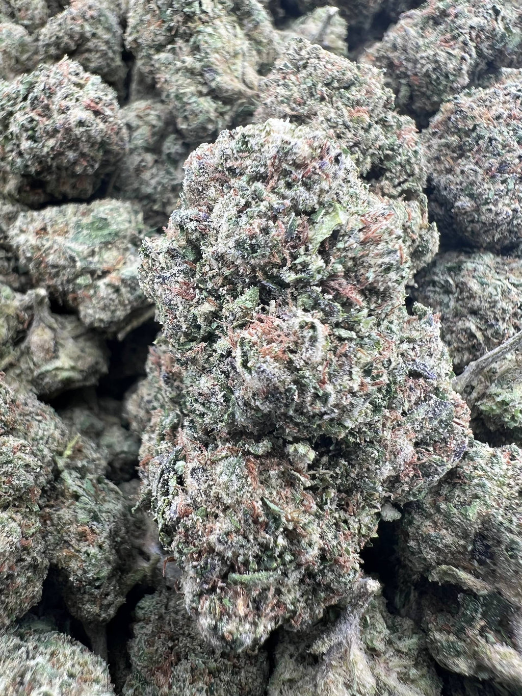 WONKA RUNTZ [525]
