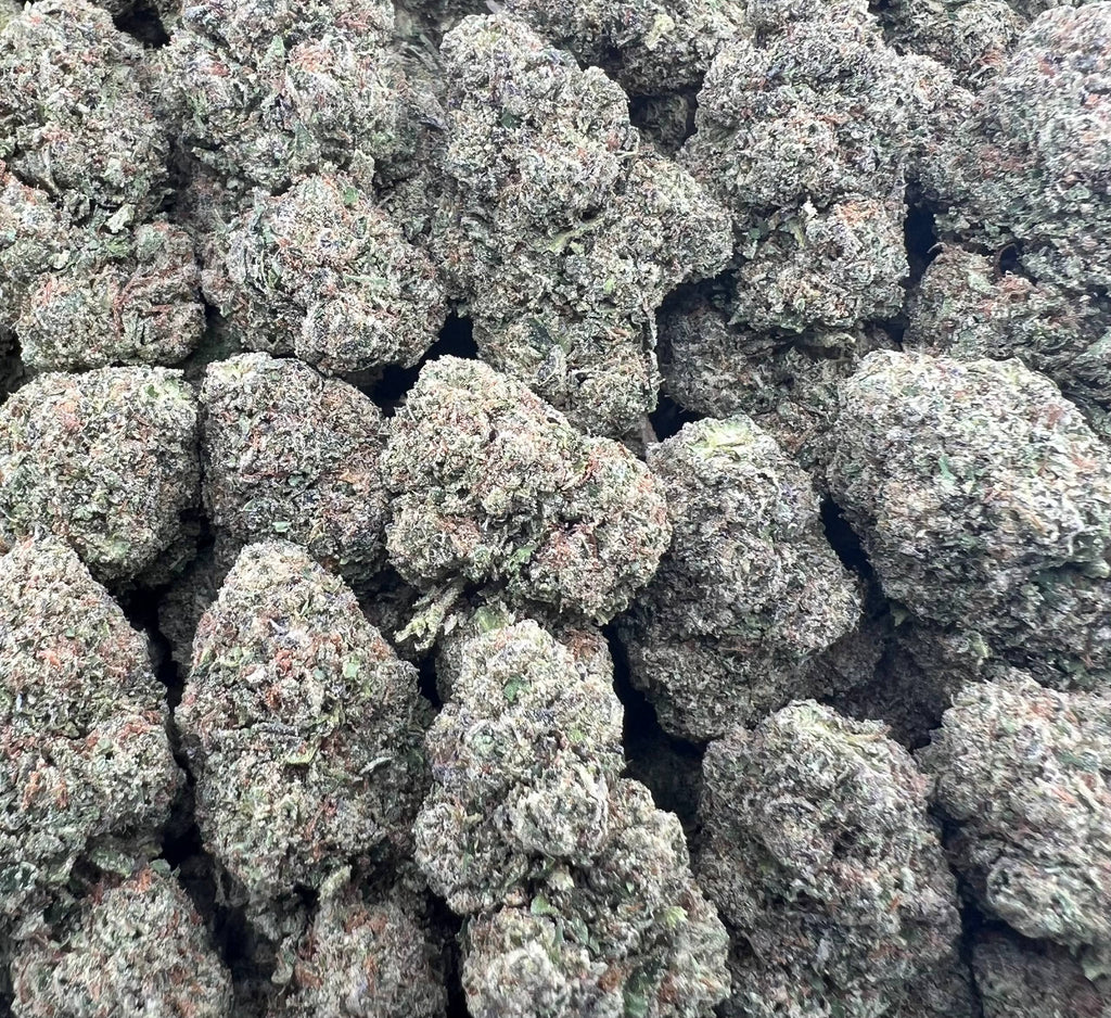 WONKA RUNTZ [525]