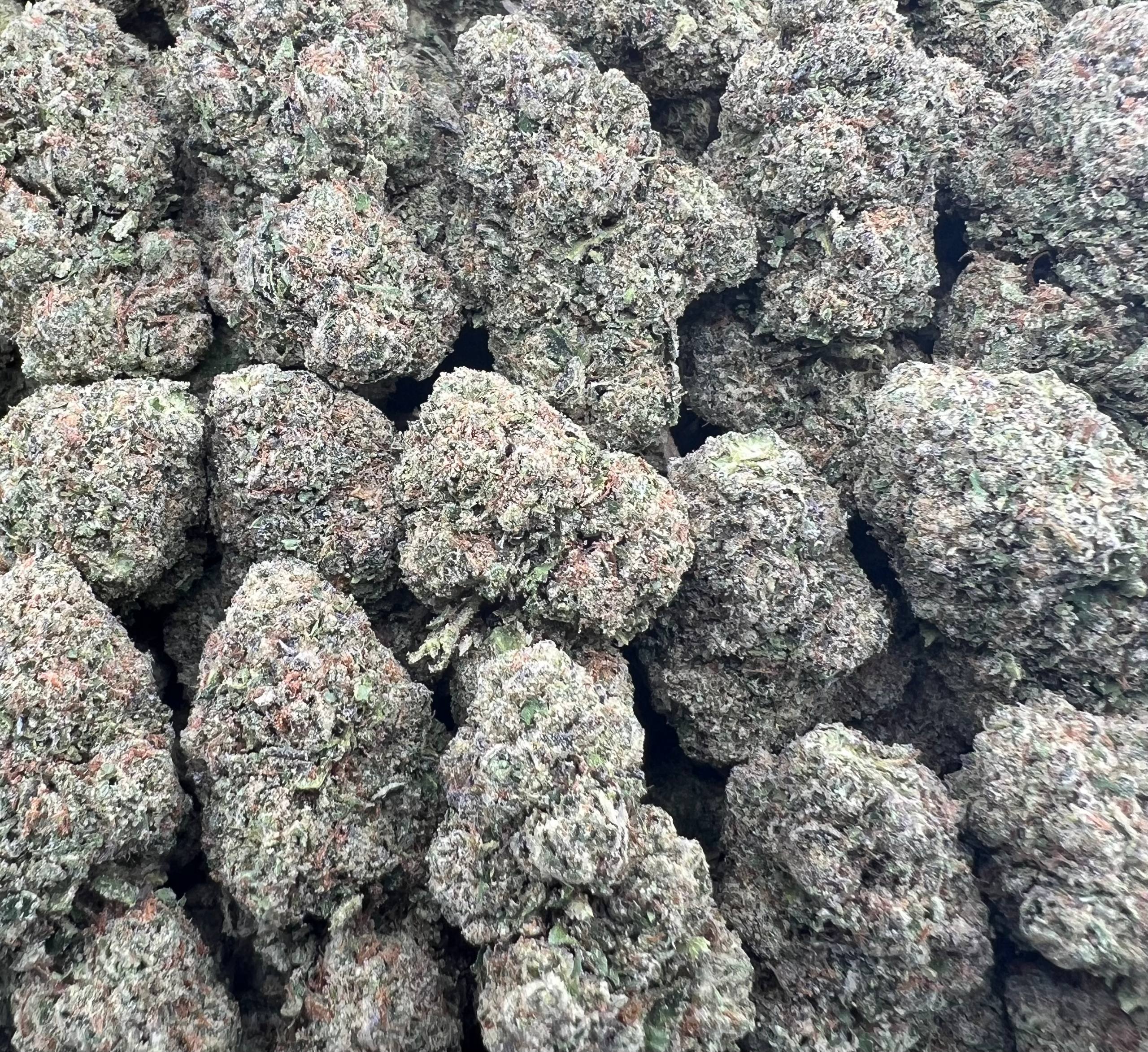 WONKA RUNTZ [525]