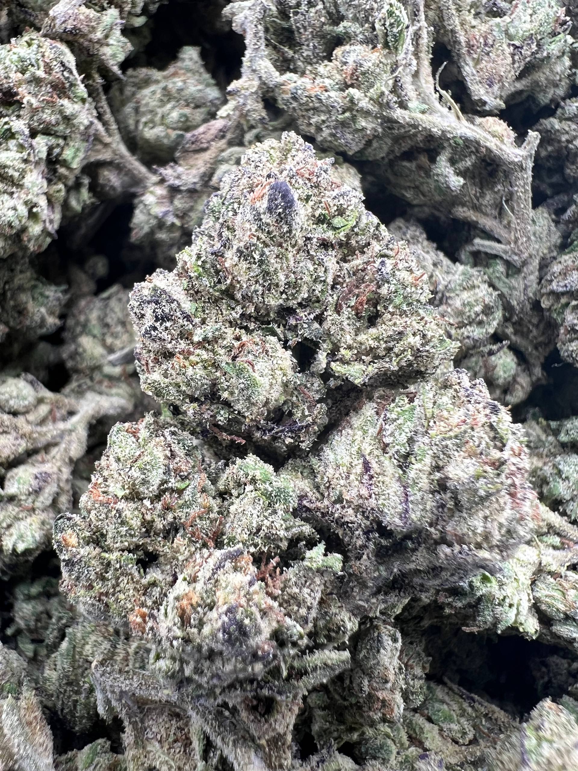 BLUEBERRY Z [550]