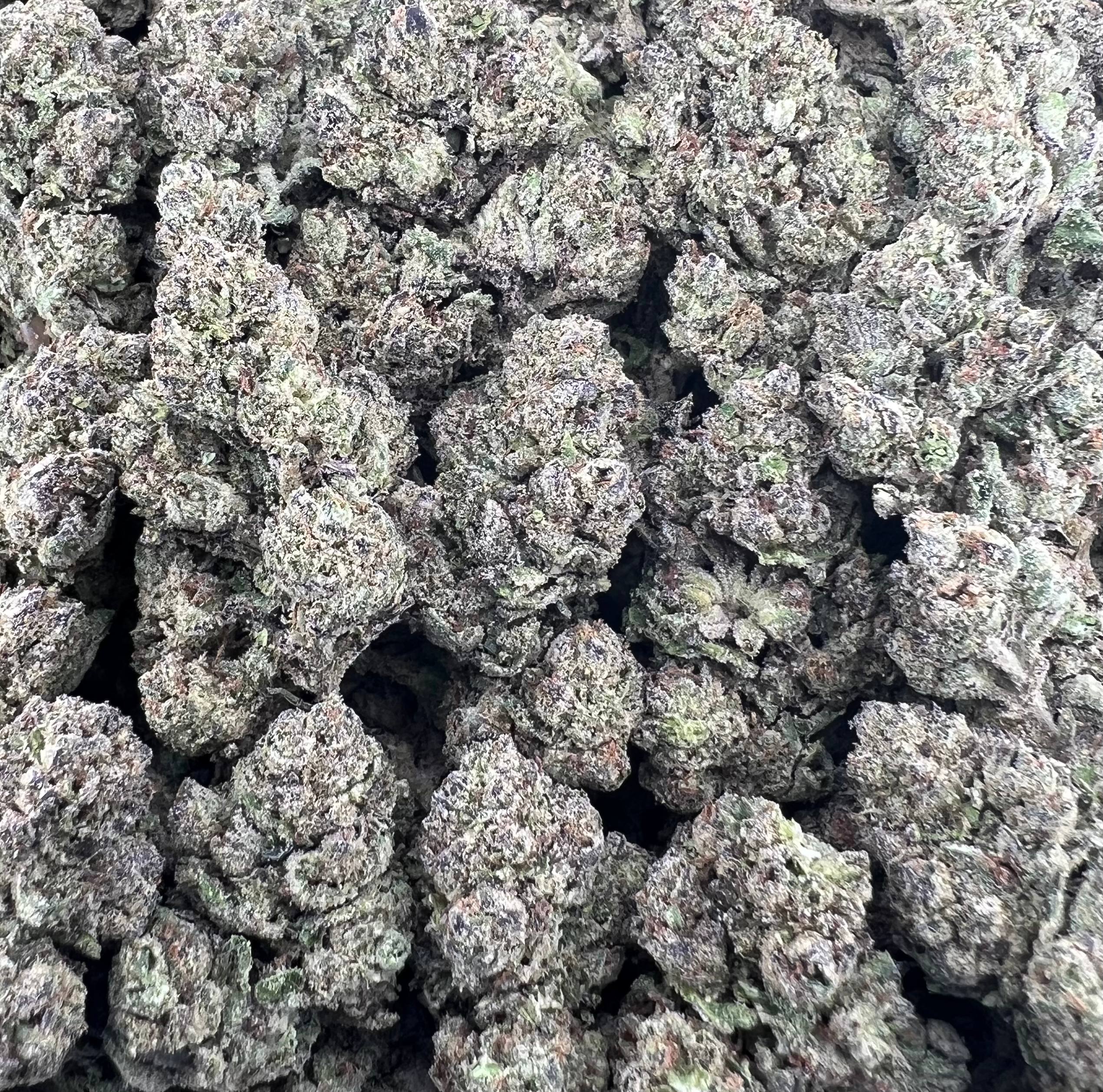 BLUEBERRY Z [550]