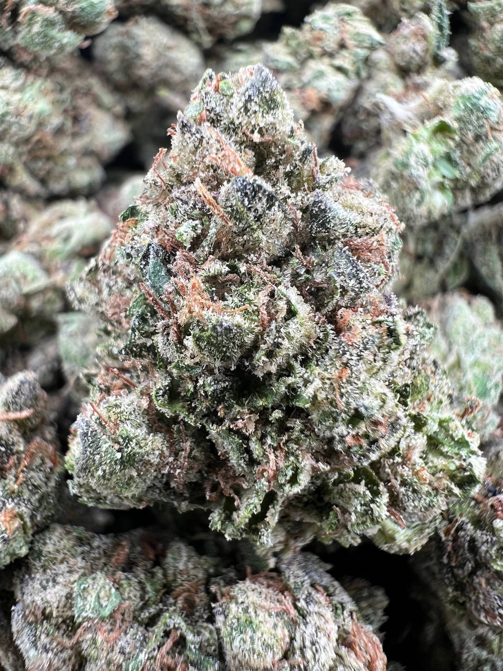 MIRACLE CANDY [575]