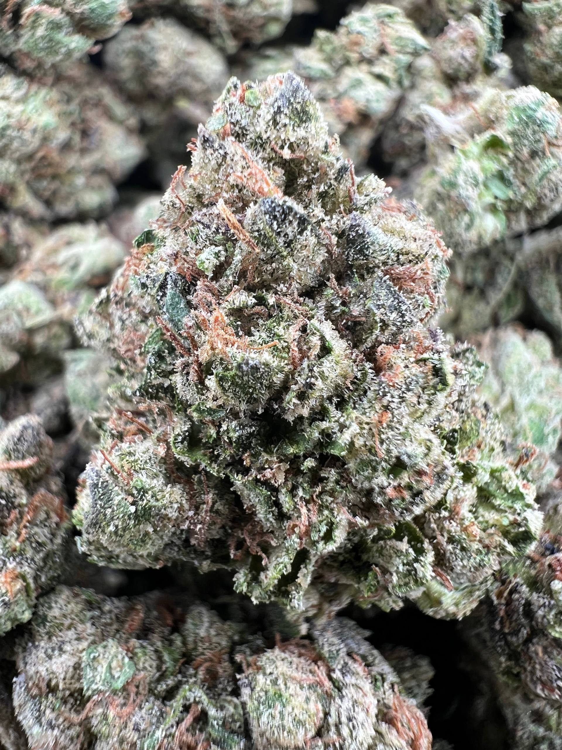 MIRACLE CANDY [575]