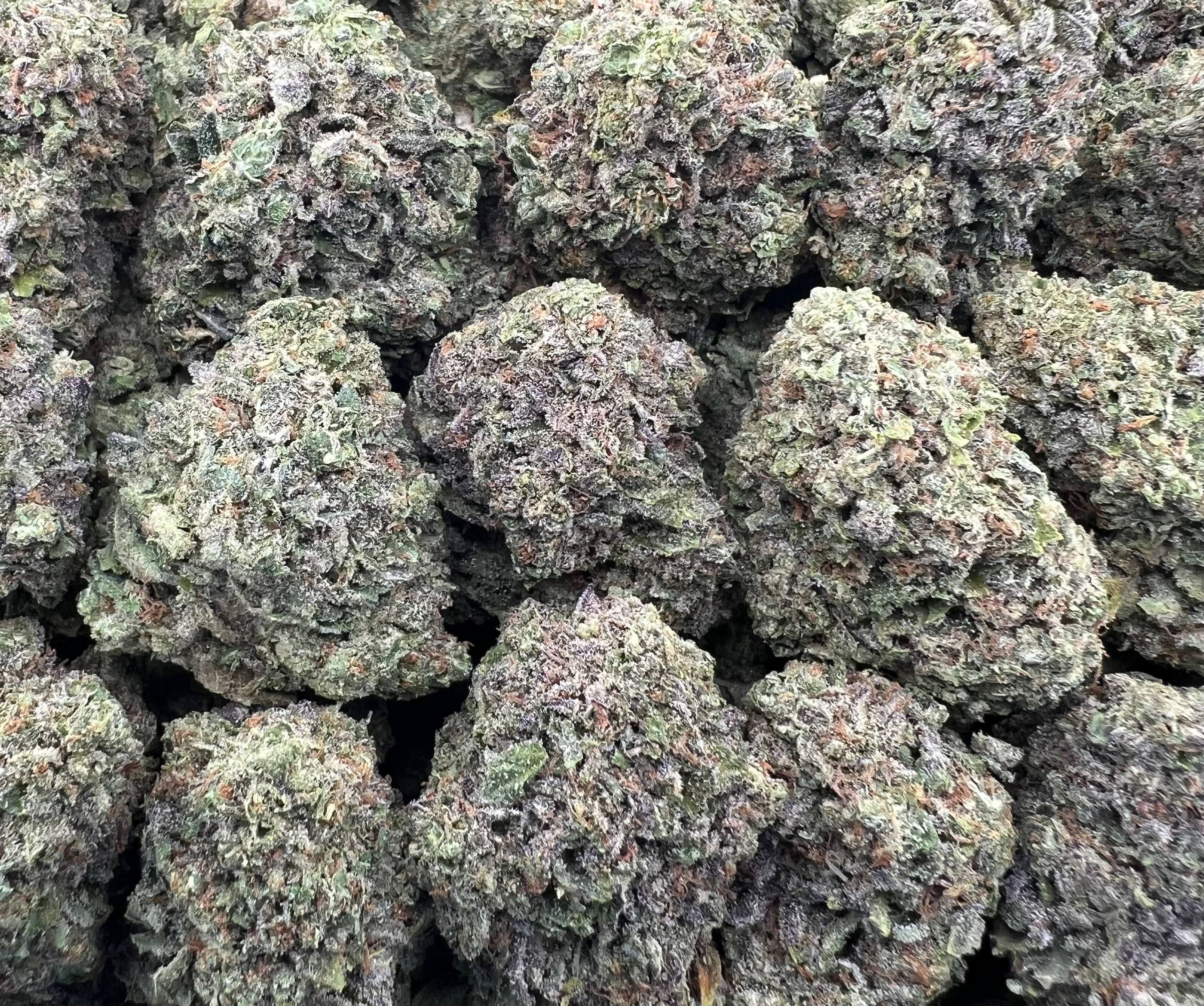 PINK PANTIES [500]