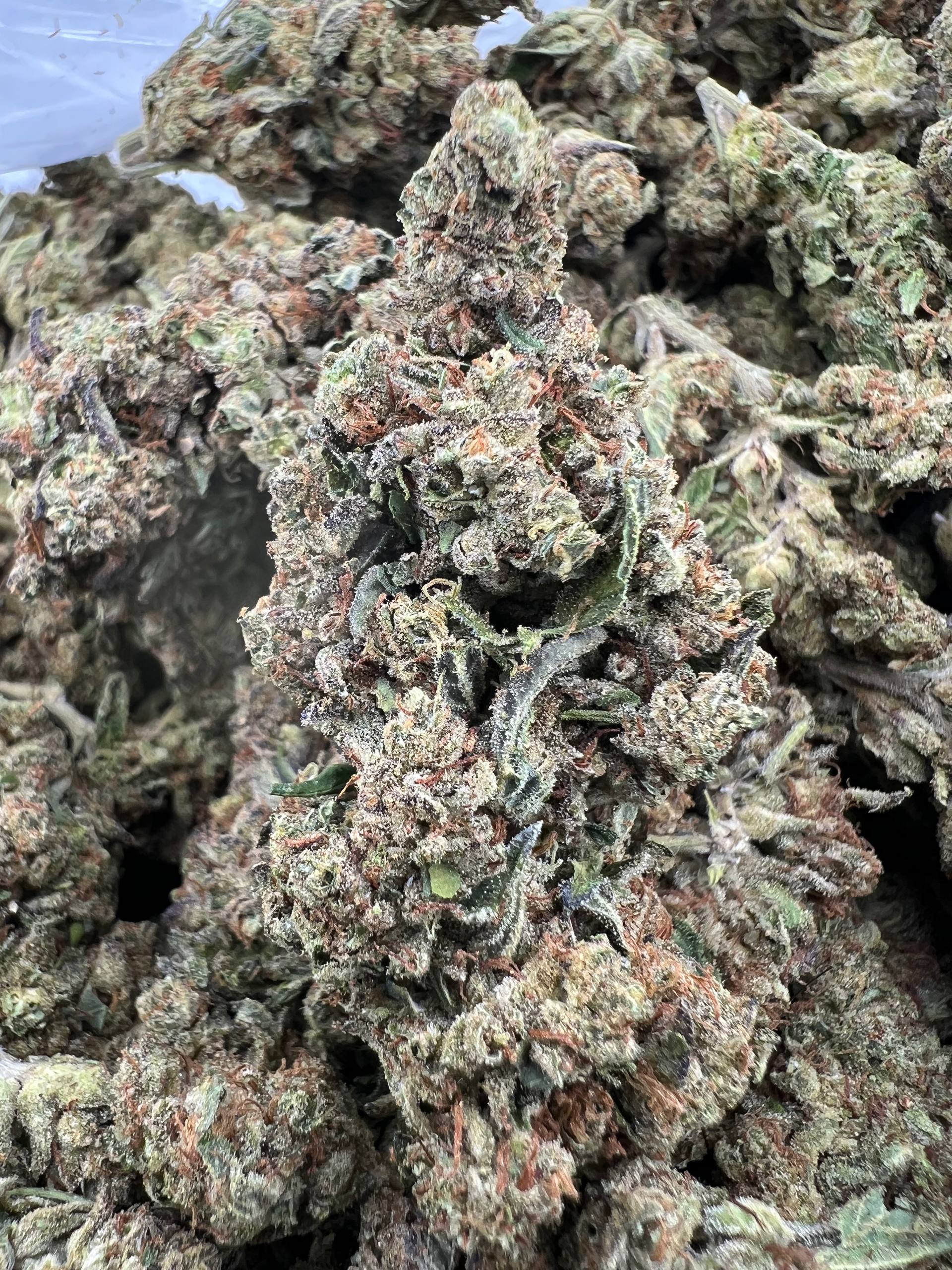 GELATO GAS [350]
