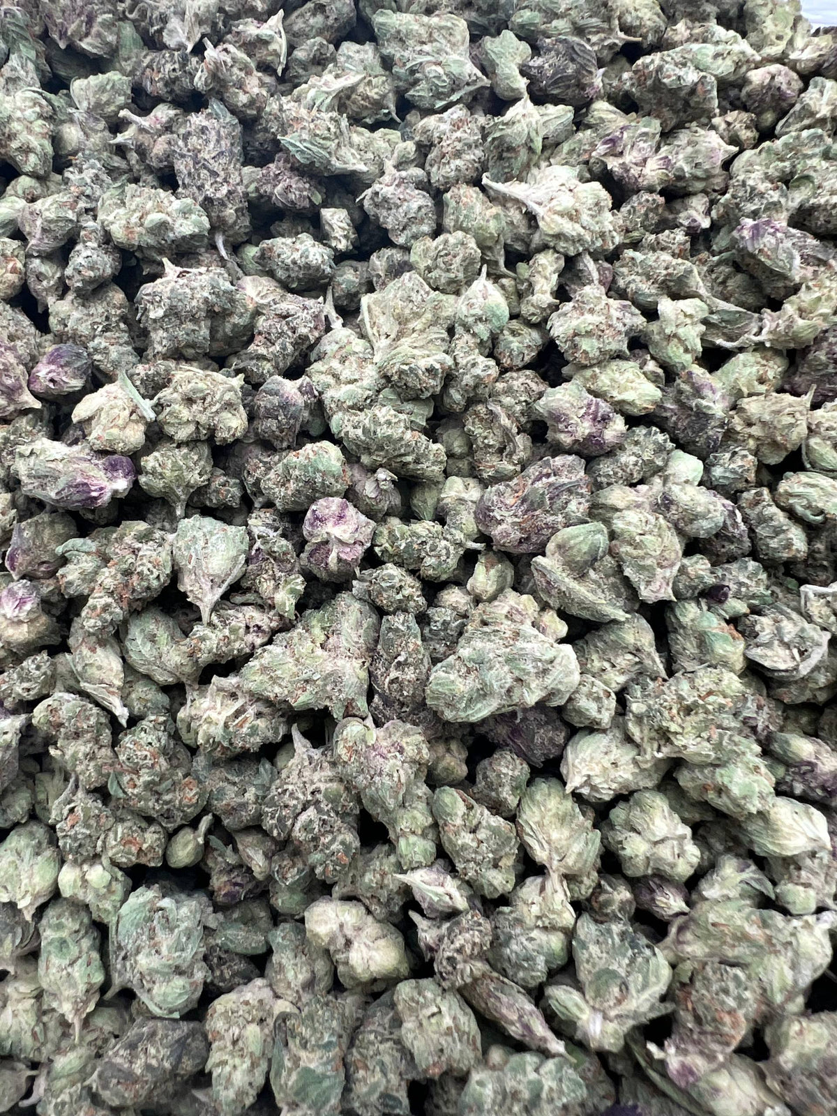 APPLE FRITTER MEDIUMS [600]