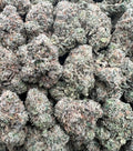 WHITE RUNTZ [800]