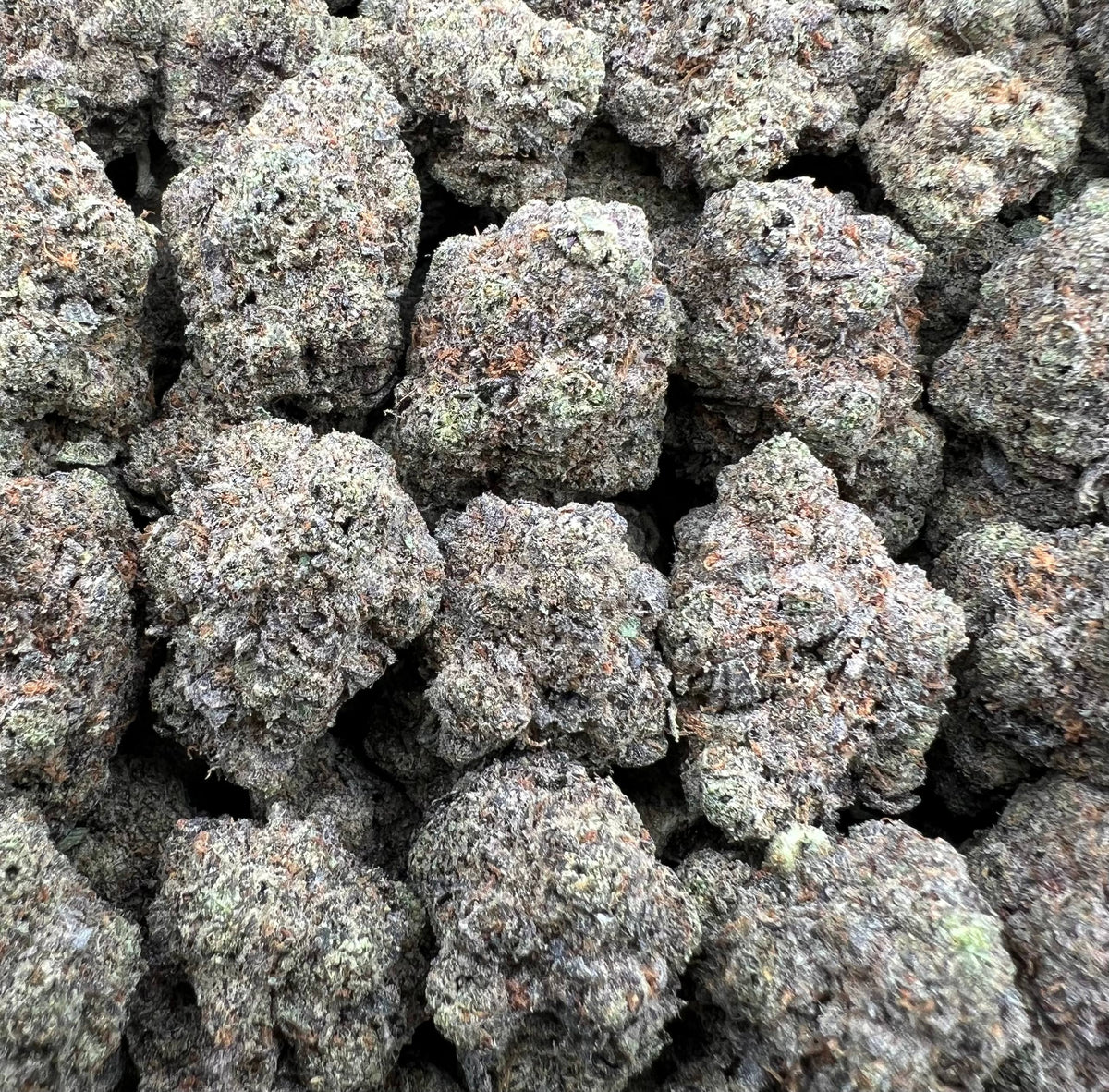 ASTRO RUNTZ [800]