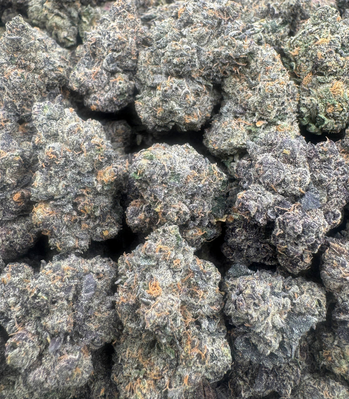 PURPLE ZOTZ [950]