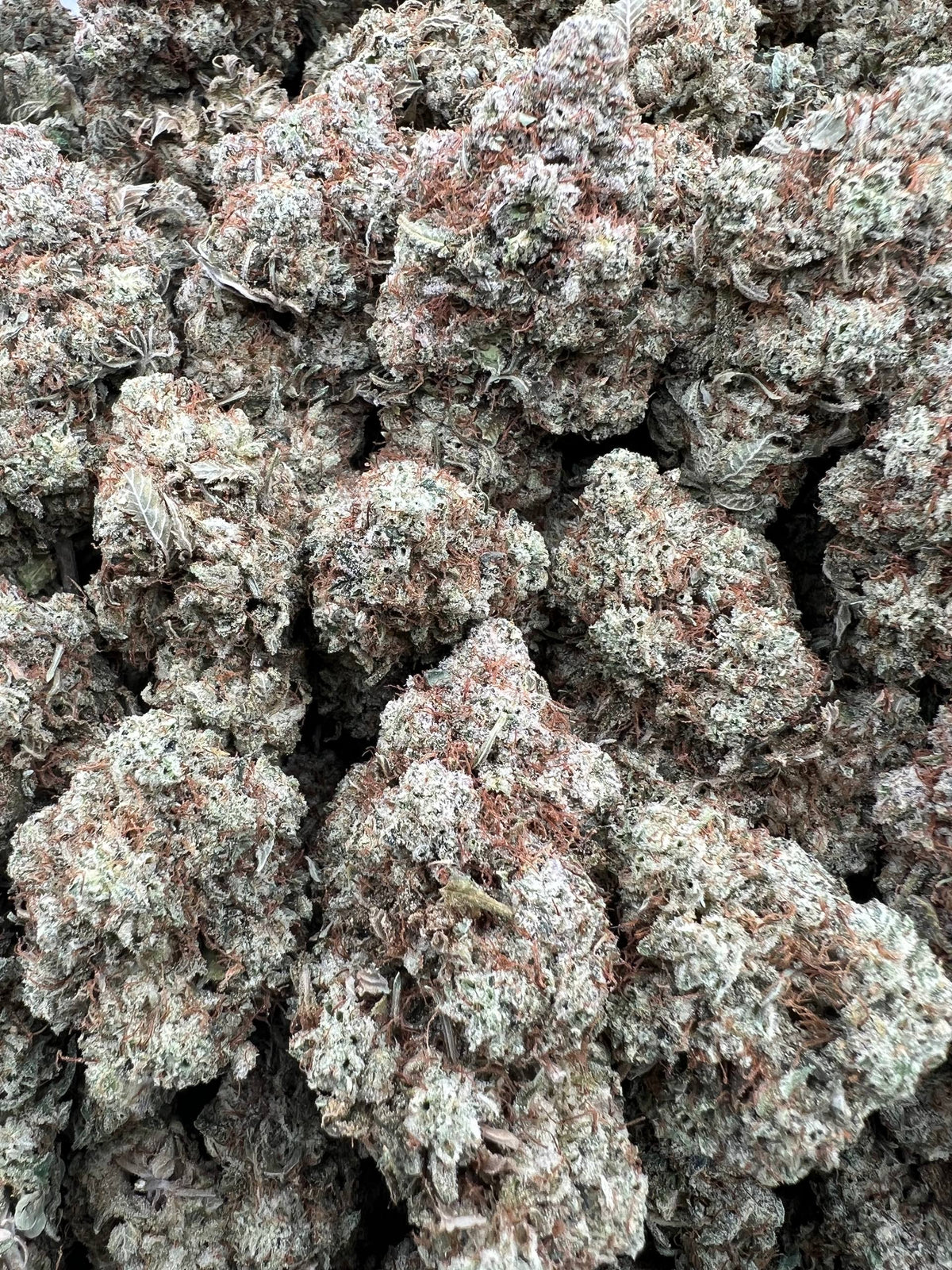 GORILLA AP [850]