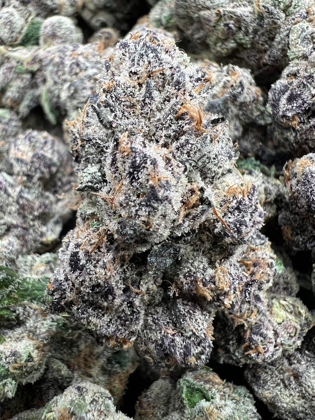 WARHEADZ [1650]