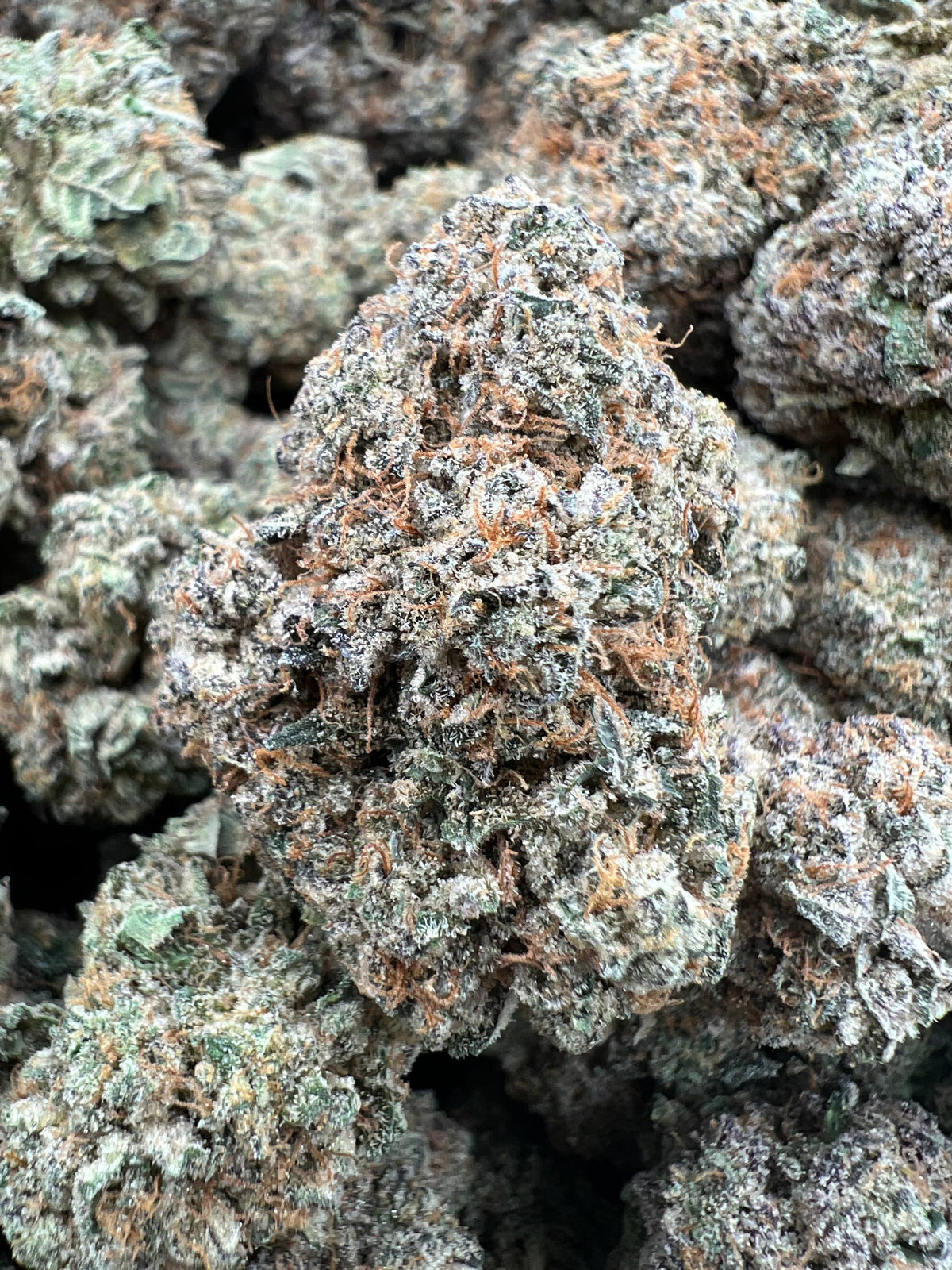 WHITE GUSHERZ [750]