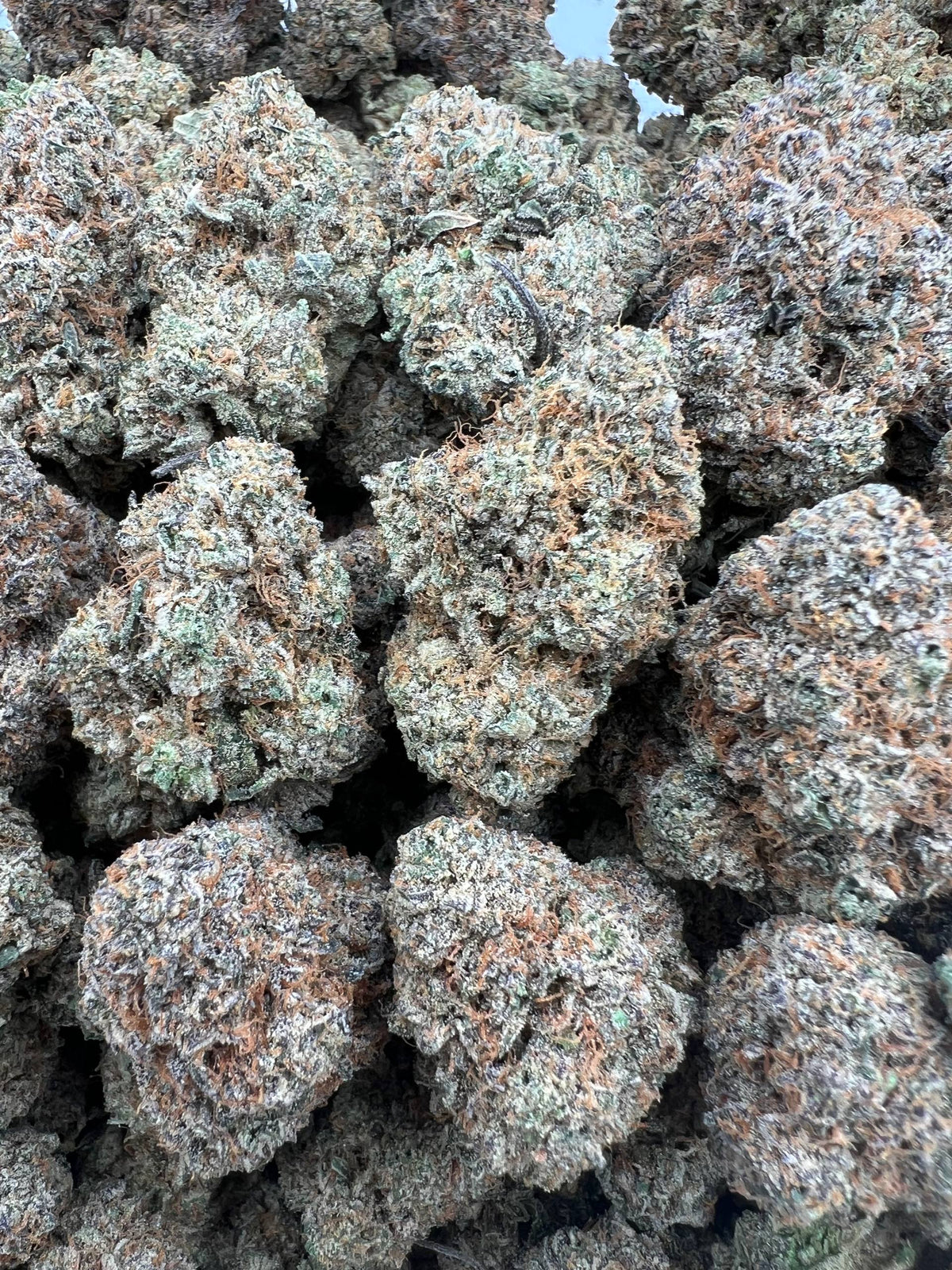WHITE GUSHERZ [750]