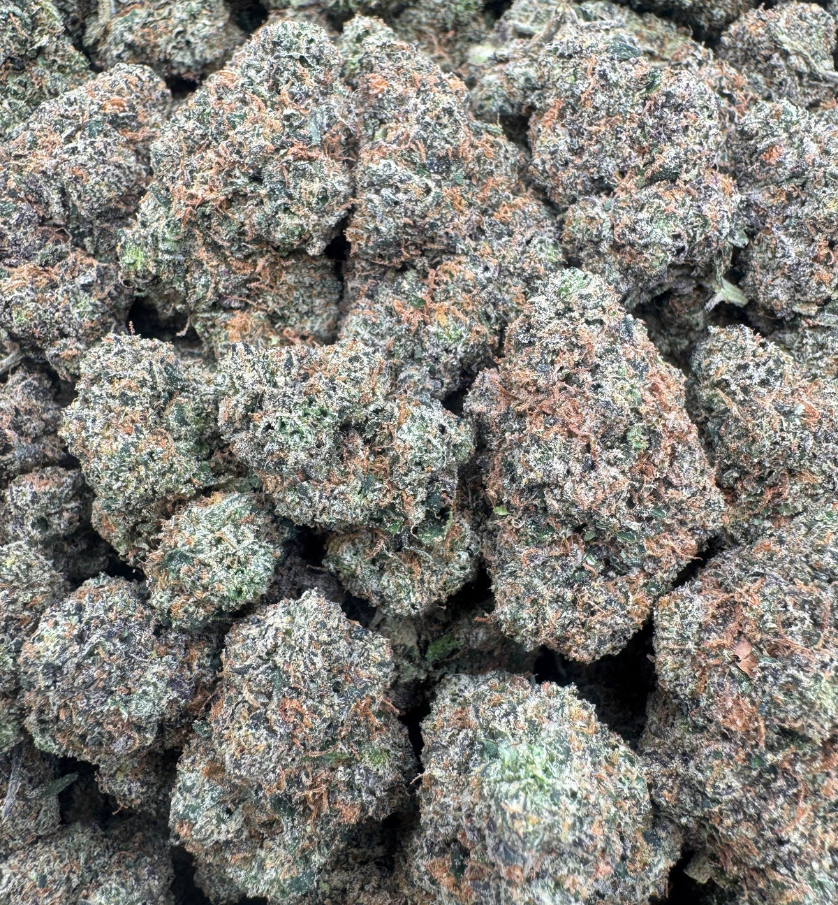 BLUE ZLUSHEE [900]