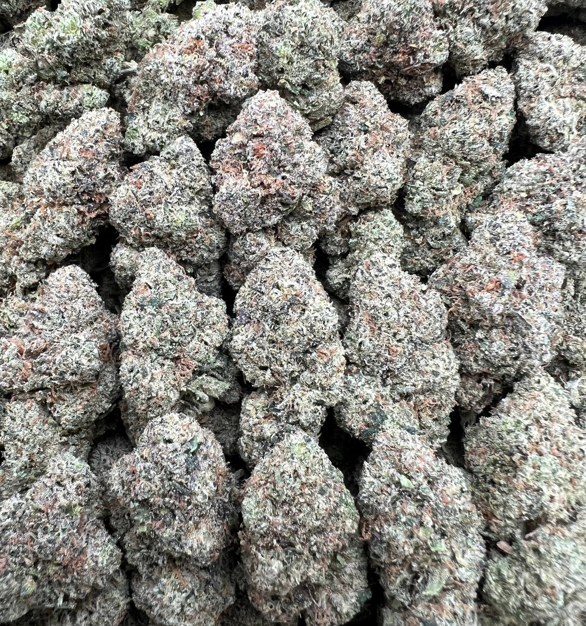 JELLY GUMDROP [875]