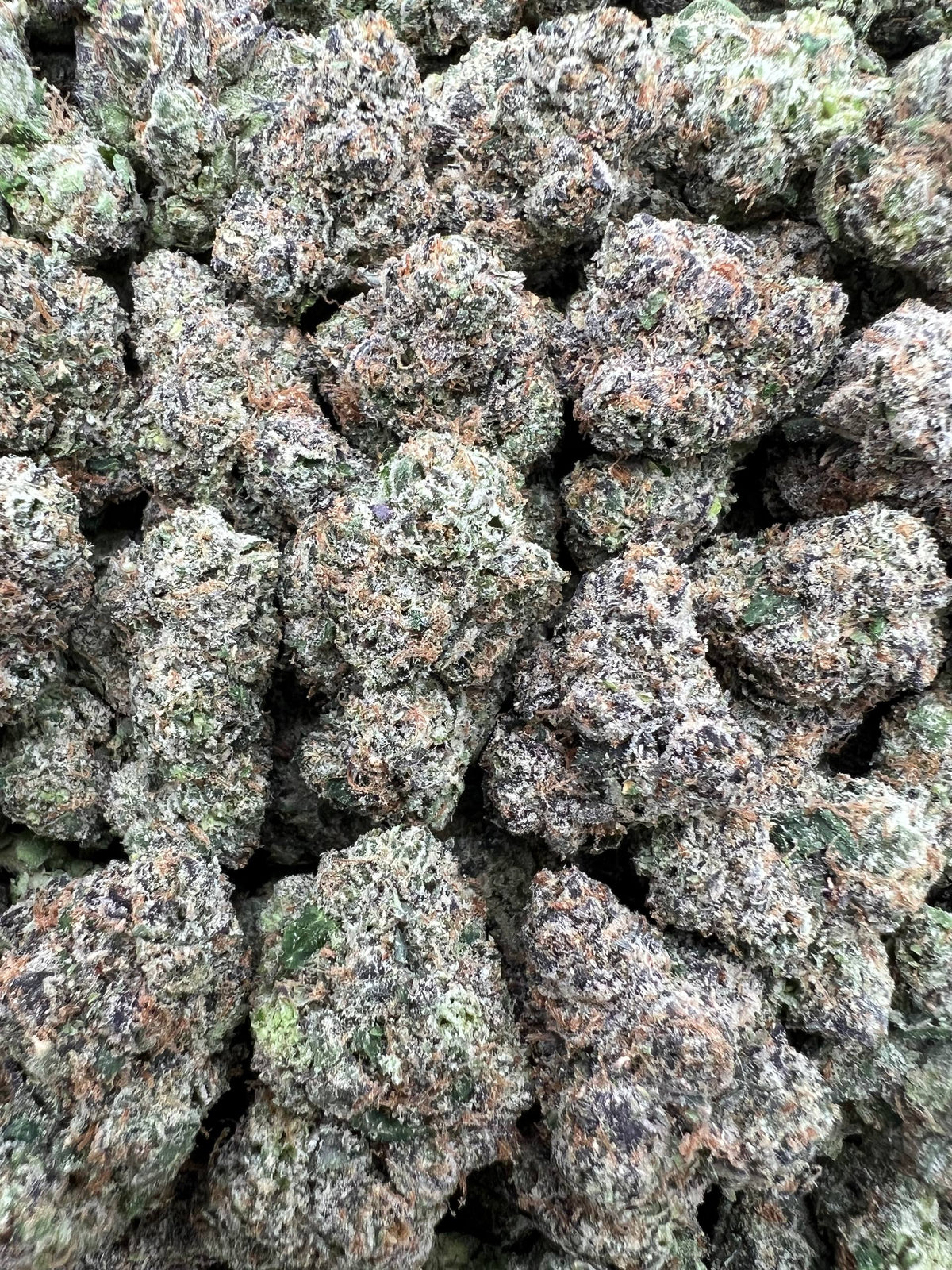 APRICOT GELATO [950]
