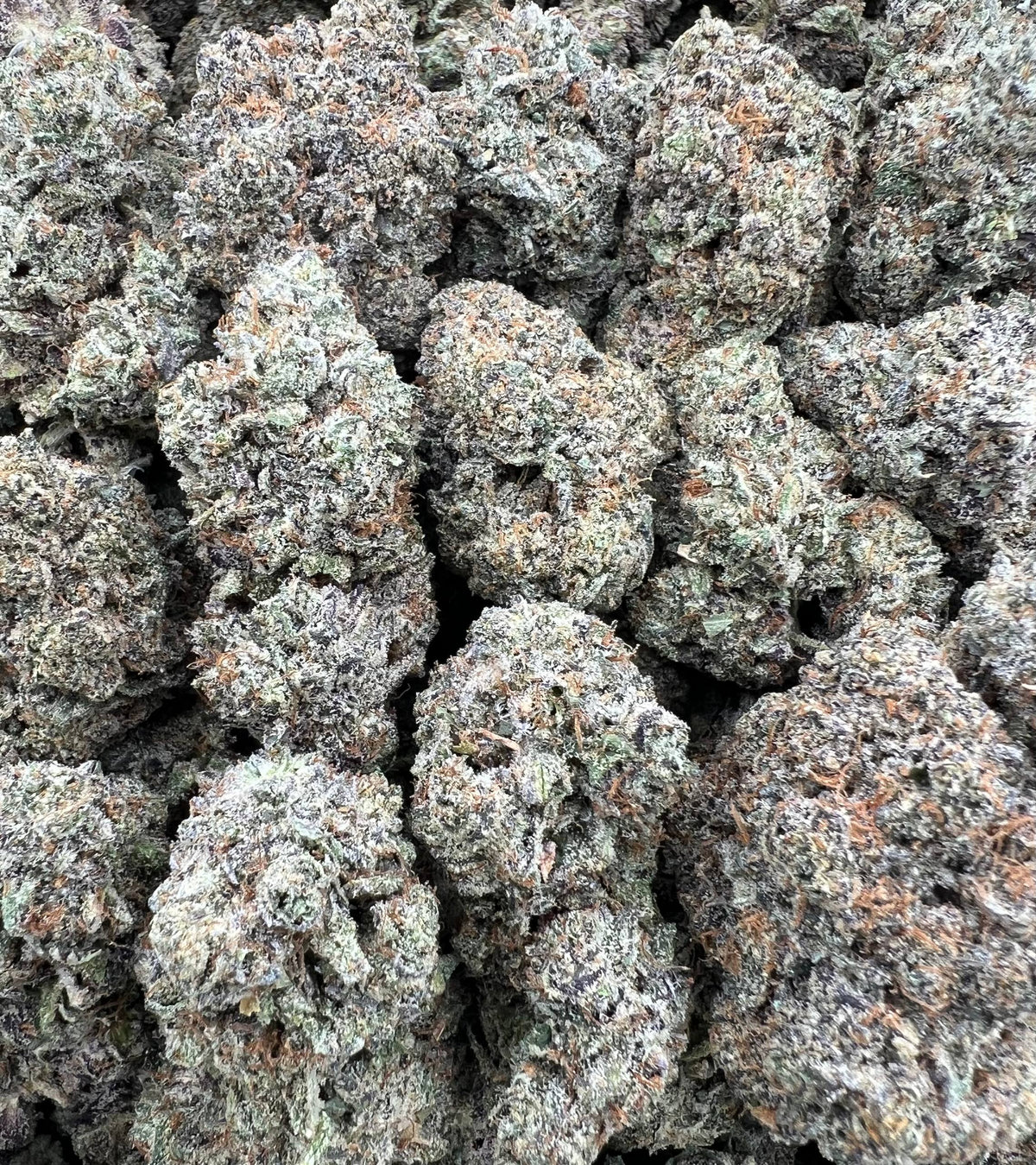 BLUE COOKIES [925]