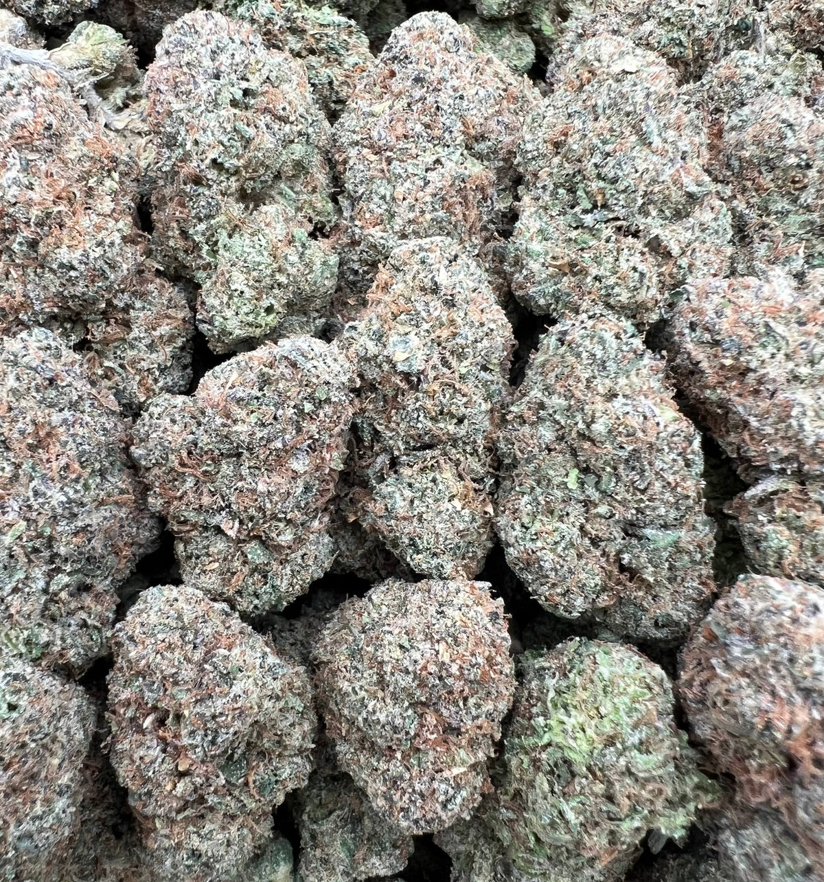 WHITE CHERRY RUNTZ [875]