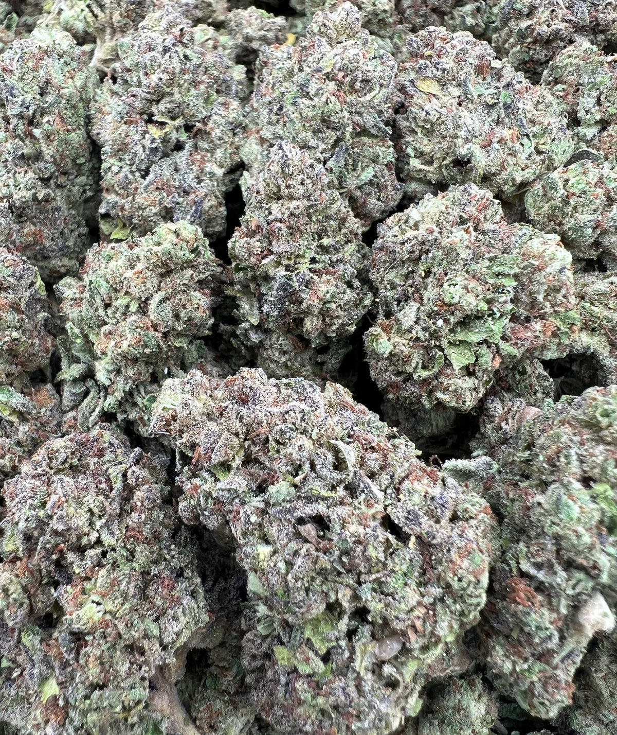 GUMMY WORMS [475]