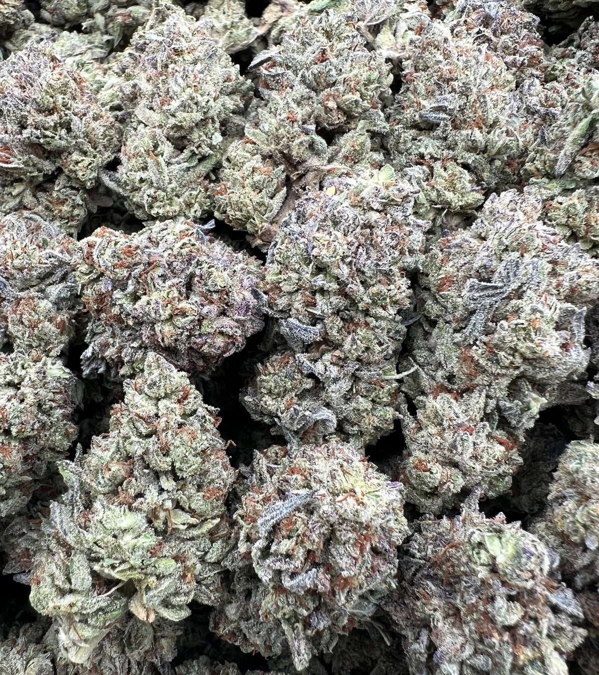 PINK PANTIES [400]