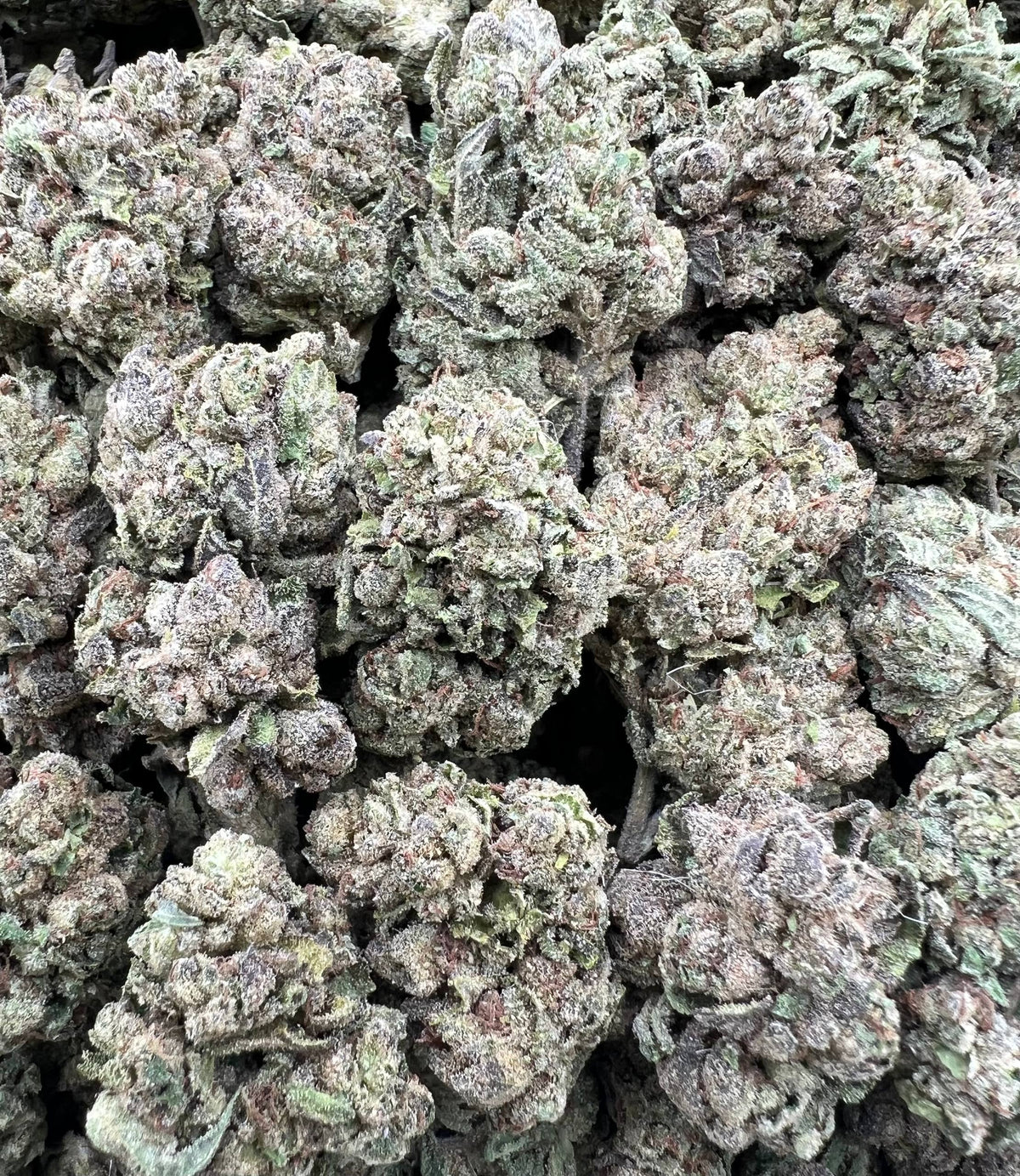 CANDY RIZZ [450]