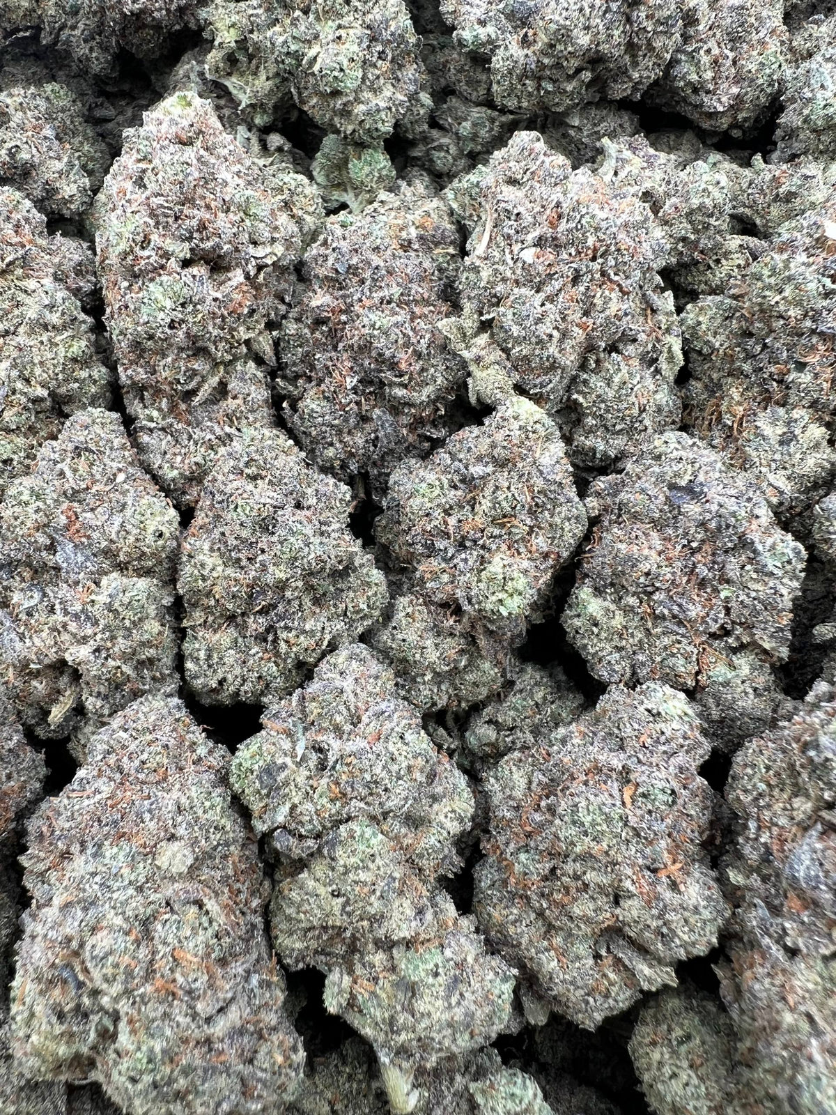 WHITE NERDZ CANDY [875]