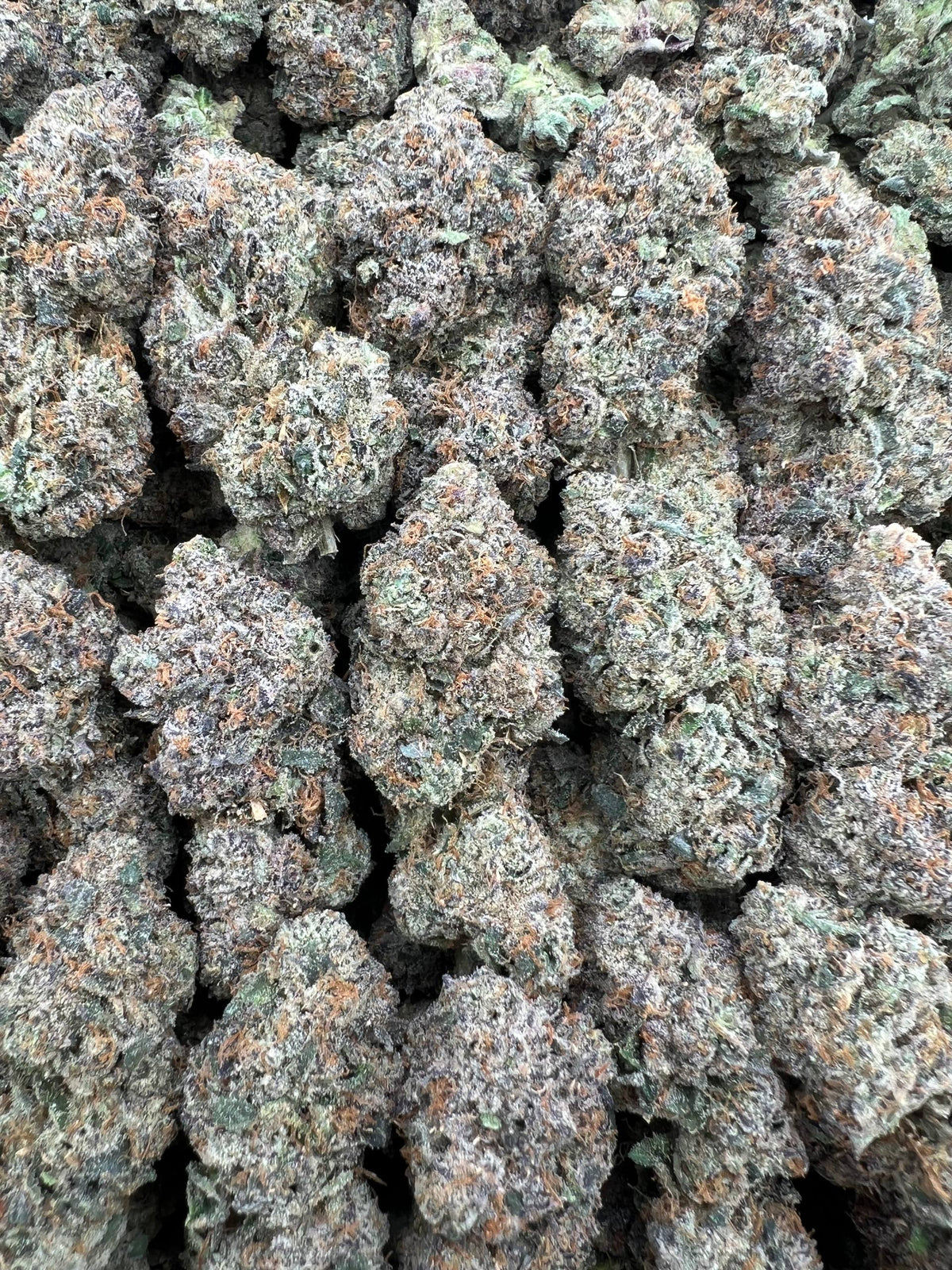 THAT CHERRY RUNTZ [900]