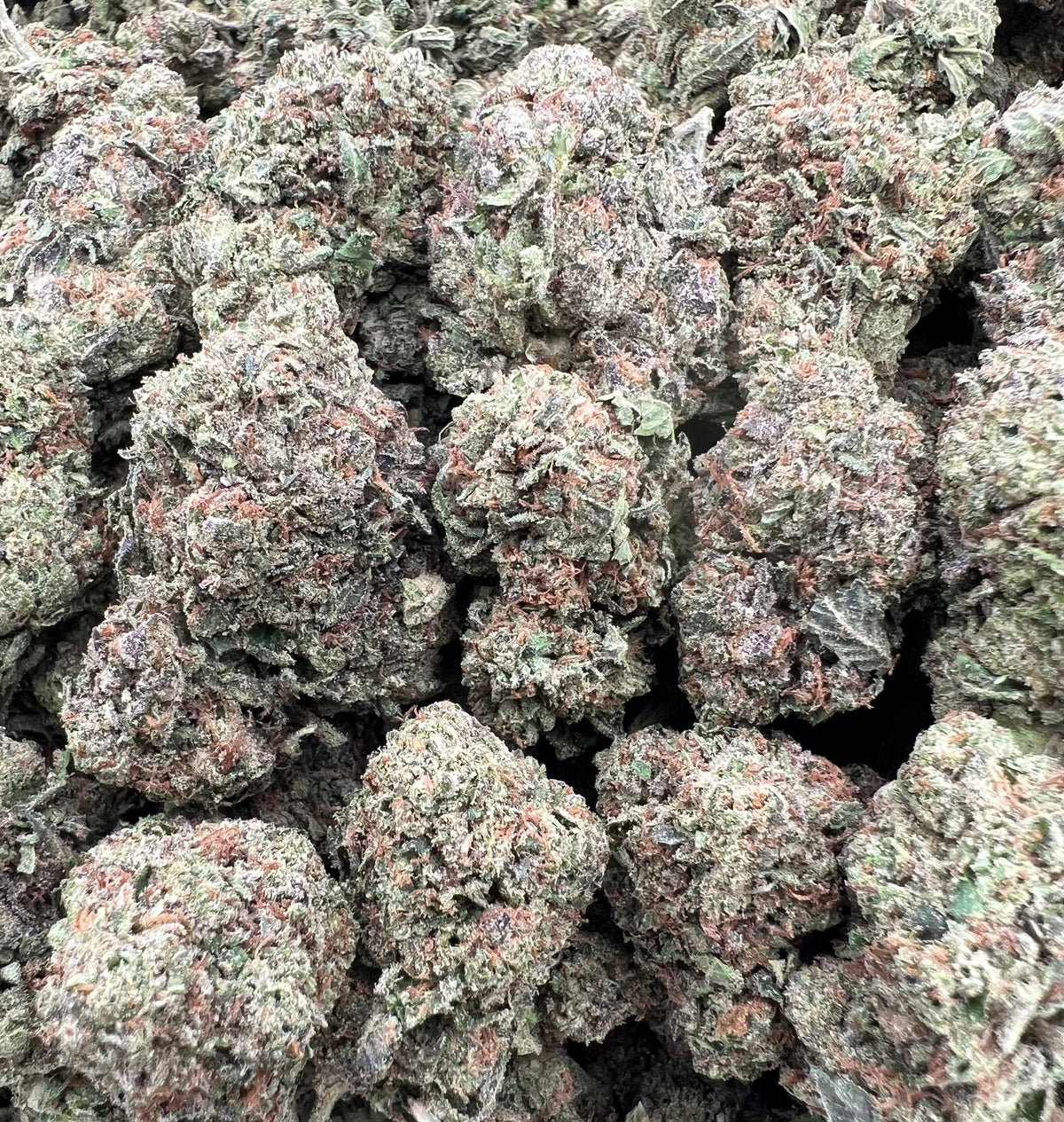 BERRY RUNTZ [500]