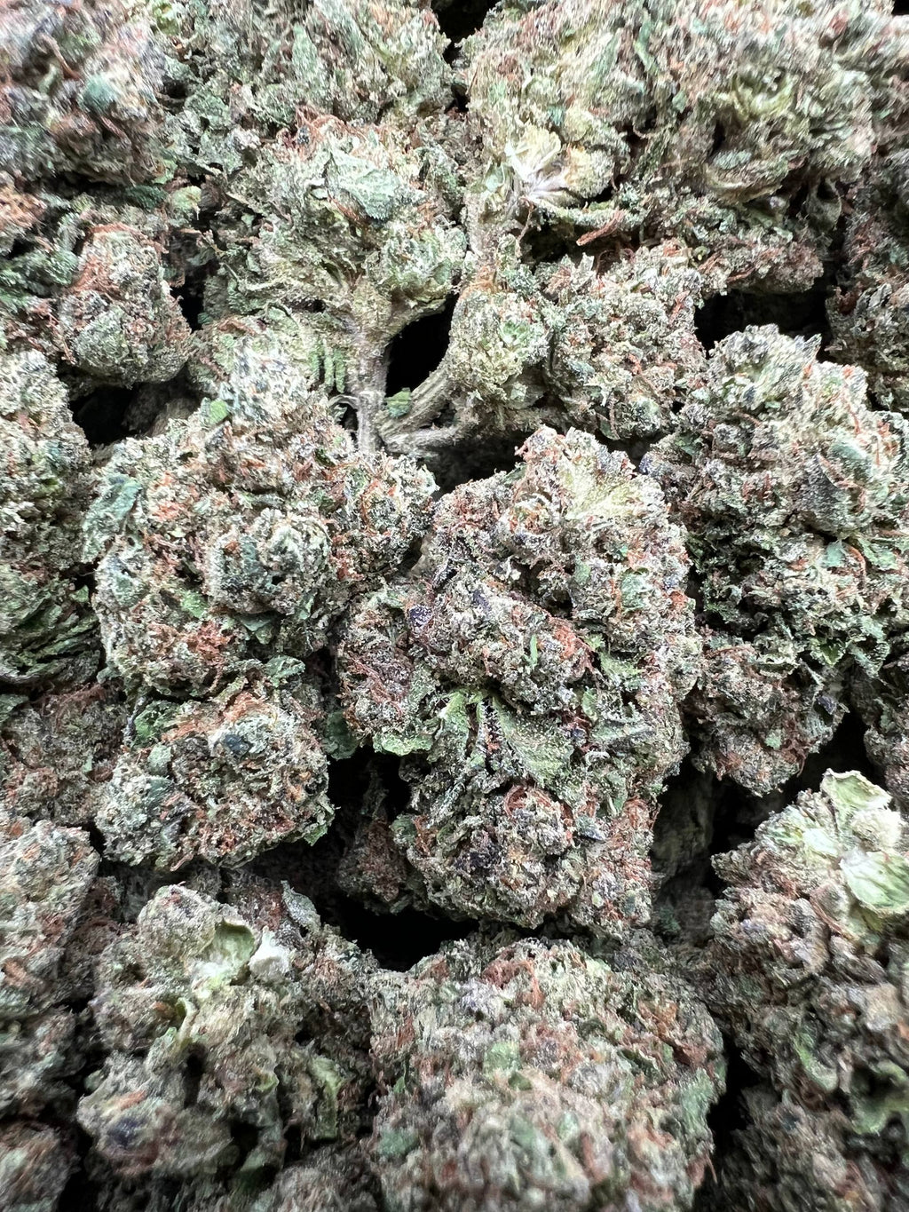 BLUE ZKITTLEZ [500]