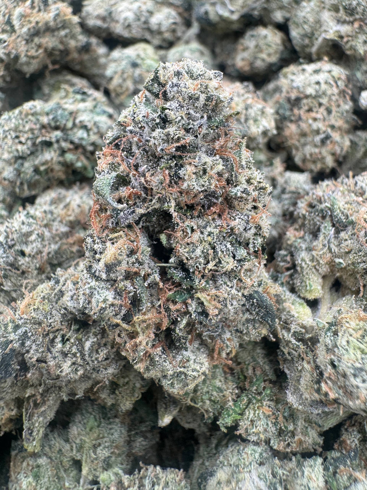 RED CANDY GRUNTZ [825]