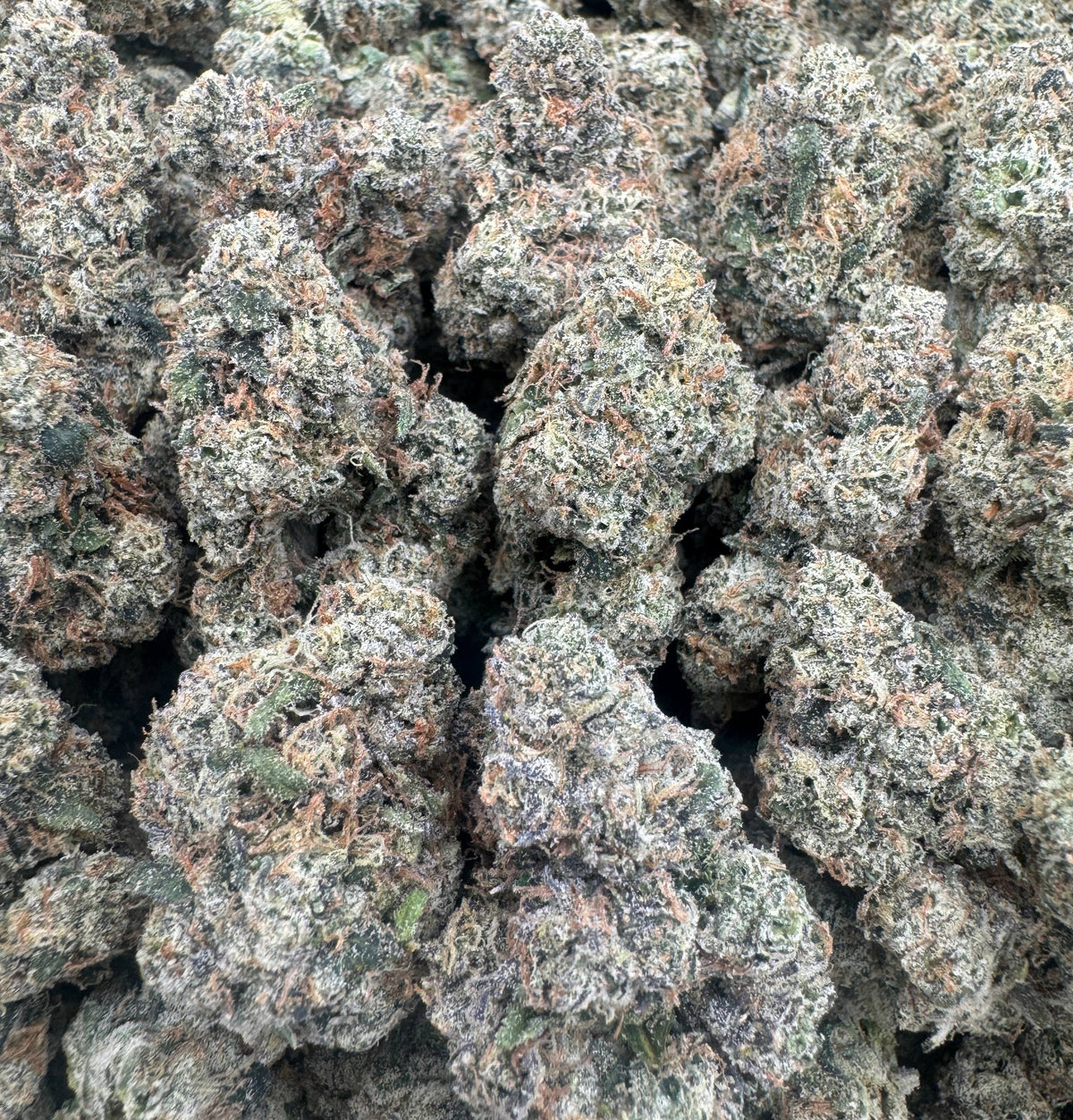 RED CANDY GRUNTZ [825]