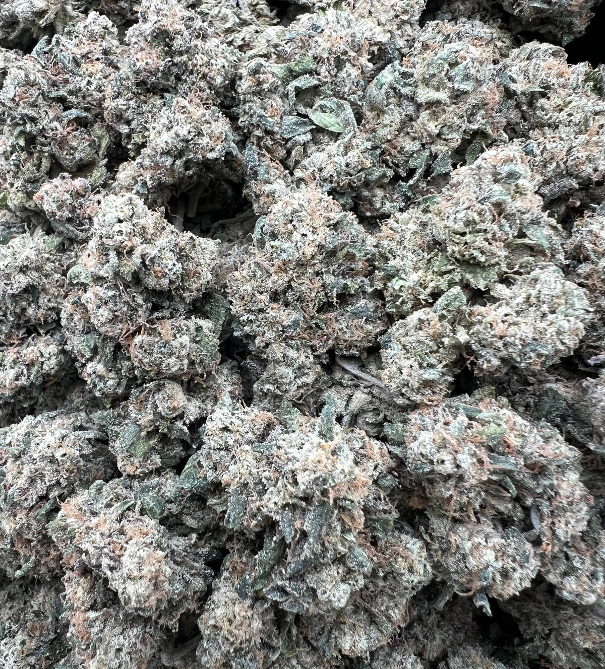 FROSTED CANDIES [850]
