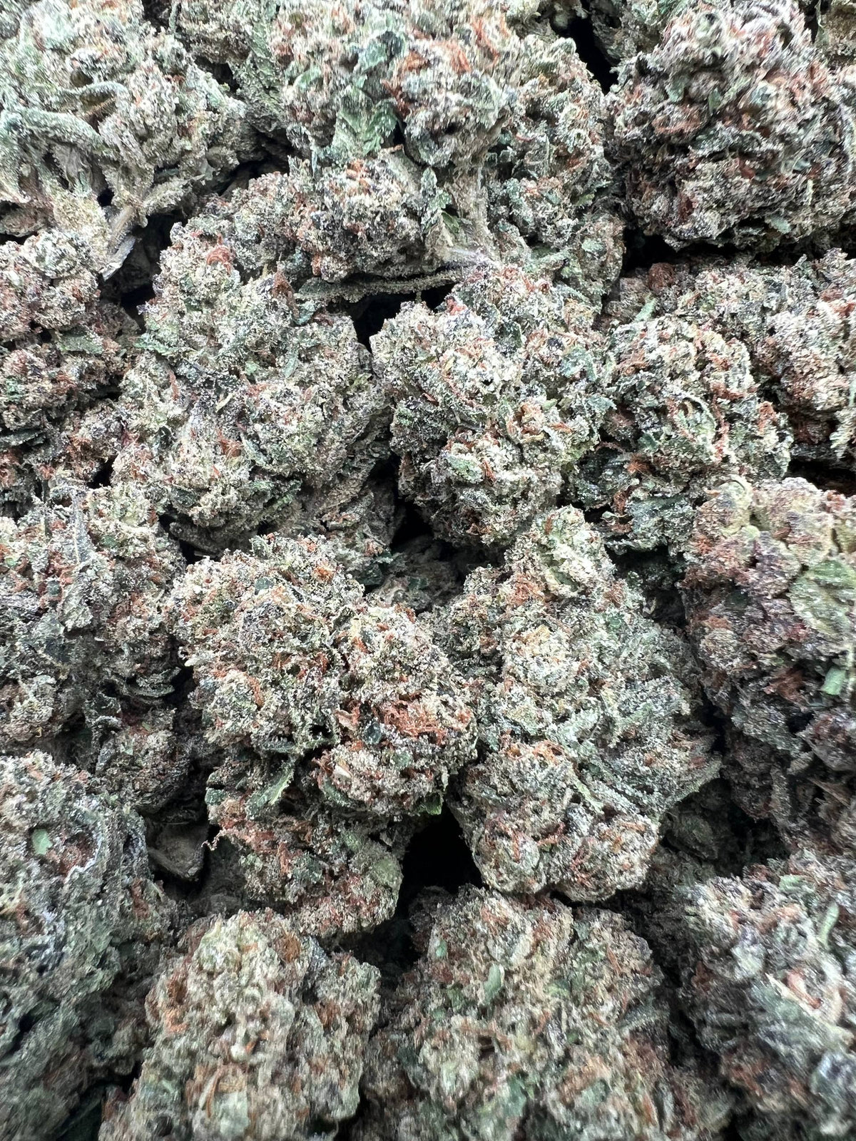 ROZAY GELATO [550]