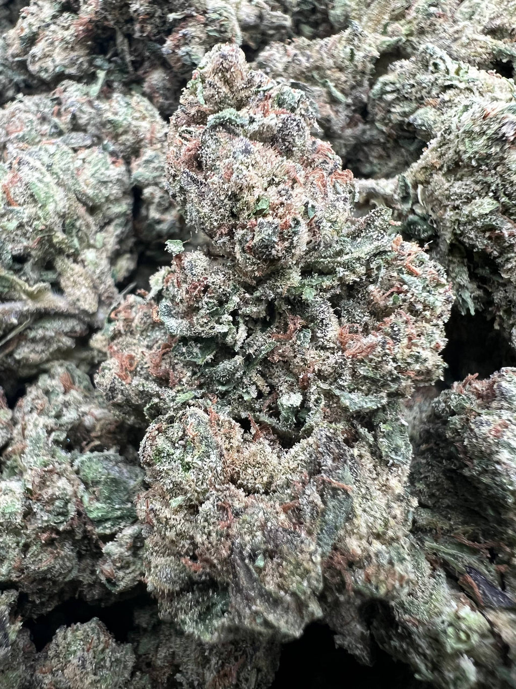 BOMPTON BERRIES [550]