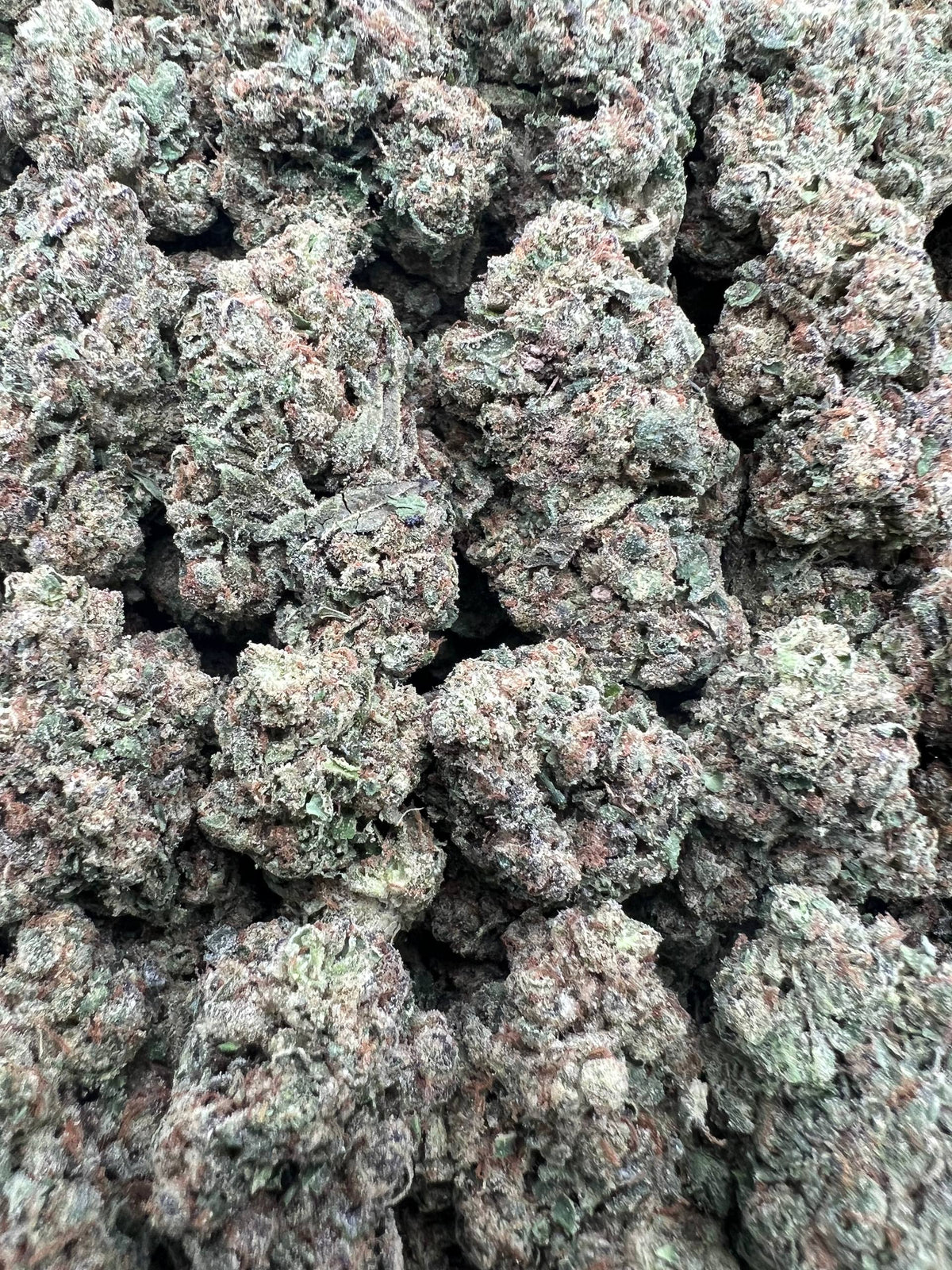 BOMPTON BERRIES [550]