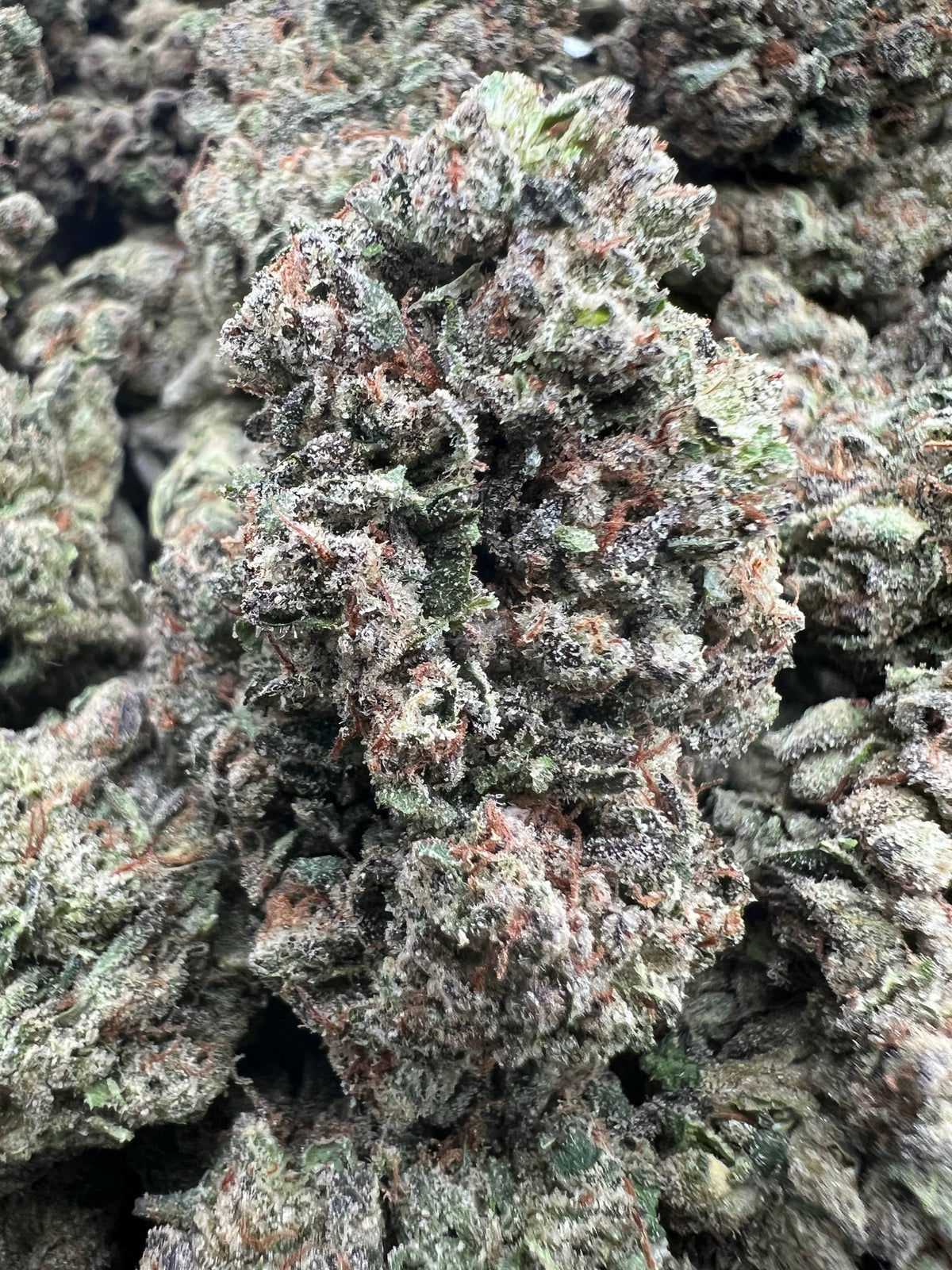 COOCHIE CANDIES [550]
