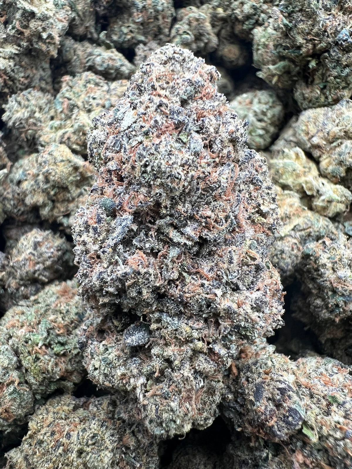 G GELATO [400]