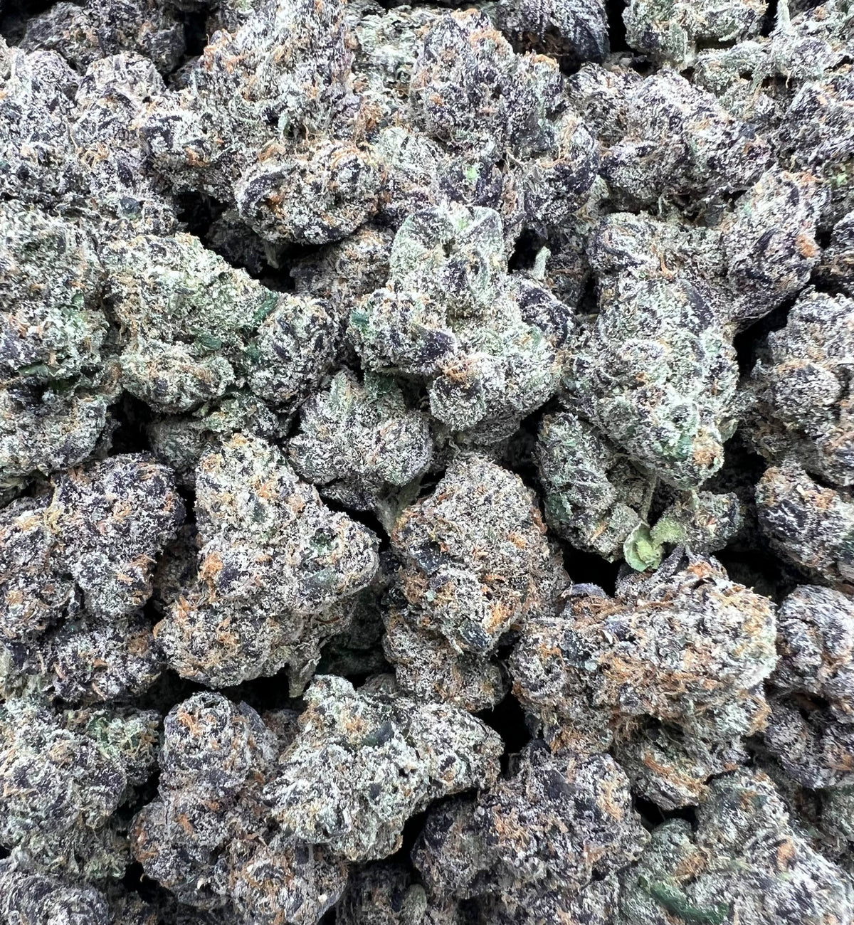 PURPLE JOBSTOPPER [1300]