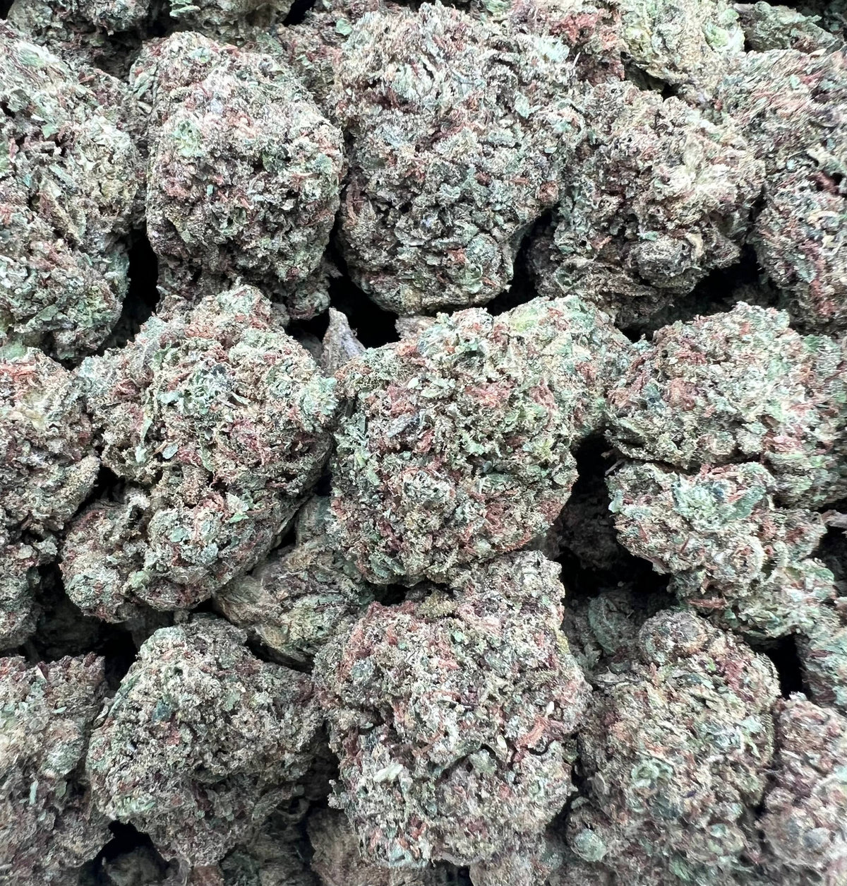 MAUI RUNTZ [475]