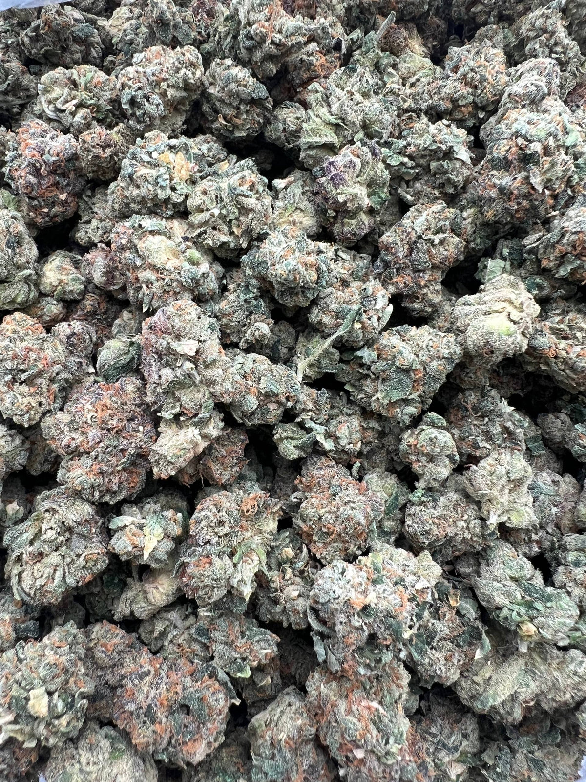 JR RUNTZ X GELATO [650]